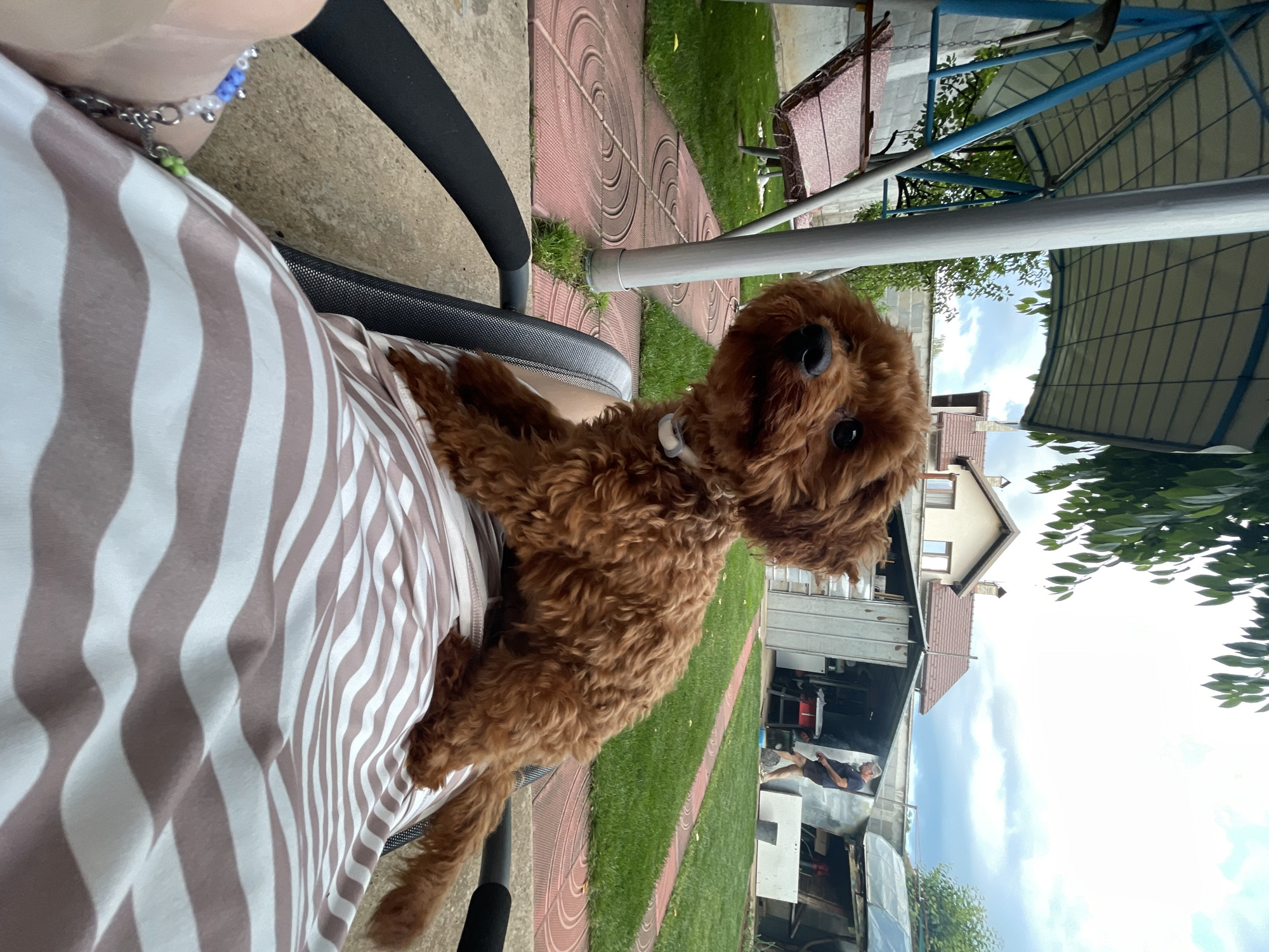 This image captures an outdoor domestic scene in a residential backyard in Sofia, Bulgaria, under an overcast sky.
In the foreground, a small, reddish-brown, curly-haired dog, likely a poodle or similar breed, sits upright on the lap of an unseen individual. The dog, positioned slightly left of center, faces forward and slightly upward, exhibiting dark, alert eyes and a black nose. It wears a light-colored collar with a tag. The person's lap is covered by a garment featuring horizontal alternating light brown and white stripes. The person's left wrist, visible in the lower-left, displays a multi-colored beaded bracelet with blue, white, and green beads and metal charms. The person is seated in a chair with a black mesh back and a visible black armrest.
The mid-ground reveals a backyard environment. A reddish-brown paved path with circular embossed patterns meanders through patches of vibrant green grass. To the left, a portion of a metal-framed outdoor swing, fitted with maroon patterned cushions, is visible beneath a translucent, possibly corrugated plastic, canopy roof. A prominent grey metal pole stands vertically in the left mid-ground, likely supporting the canopy or swing structure. Green foliage from an overhead tree extends into the upper left of the frame.
In the background, a residential house with light-colored walls and a brown tiled roof is visible, along with a less distinct building behind it. To the right of the house, a utilitarian corrugated metal shed is present. A male individual, dressed in a dark t-shirt and dark shorts, is walking on a grassy area in front of the shed, facing away from the viewer. A grey concrete block wall forms a boundary in the far background. The sky is largely overcast with scattered clouds, indicating diffused natural light.
