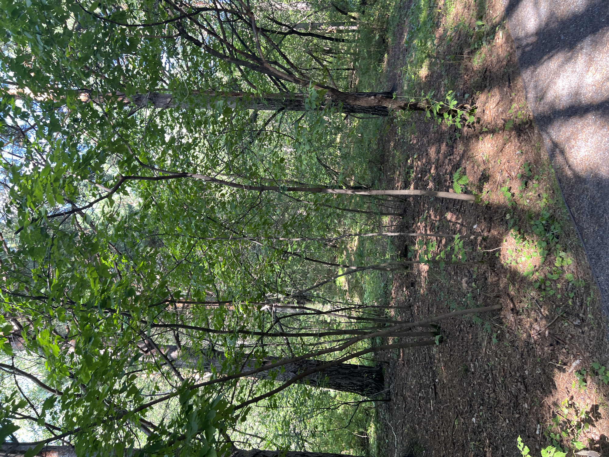 The image depicts a wooded area, likely a park or forest, with a paved path visible in the foreground. Numerous trees with green foliage dominate the scene, casting shadows on the ground which is covered in fallen leaves and pinecones. The lighting suggests it is daytime with sunlight filtering through the canopy. No people or animals are visible. The scene appears to be located in a natural or semi-natural environment within the city of Krasnoyarsk, Russia, possibly in one of its many forest parks or along a trail.