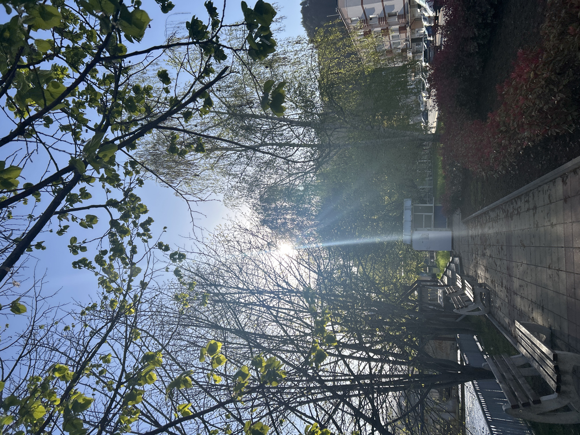 The image shows a sunlit park path with benches along the side, lined by trees with new spring leaves in Zlatograd, Bulgaria. On the right, there are red bushes and a building in the background. The sun is shining through the trees, creating a bright glare.