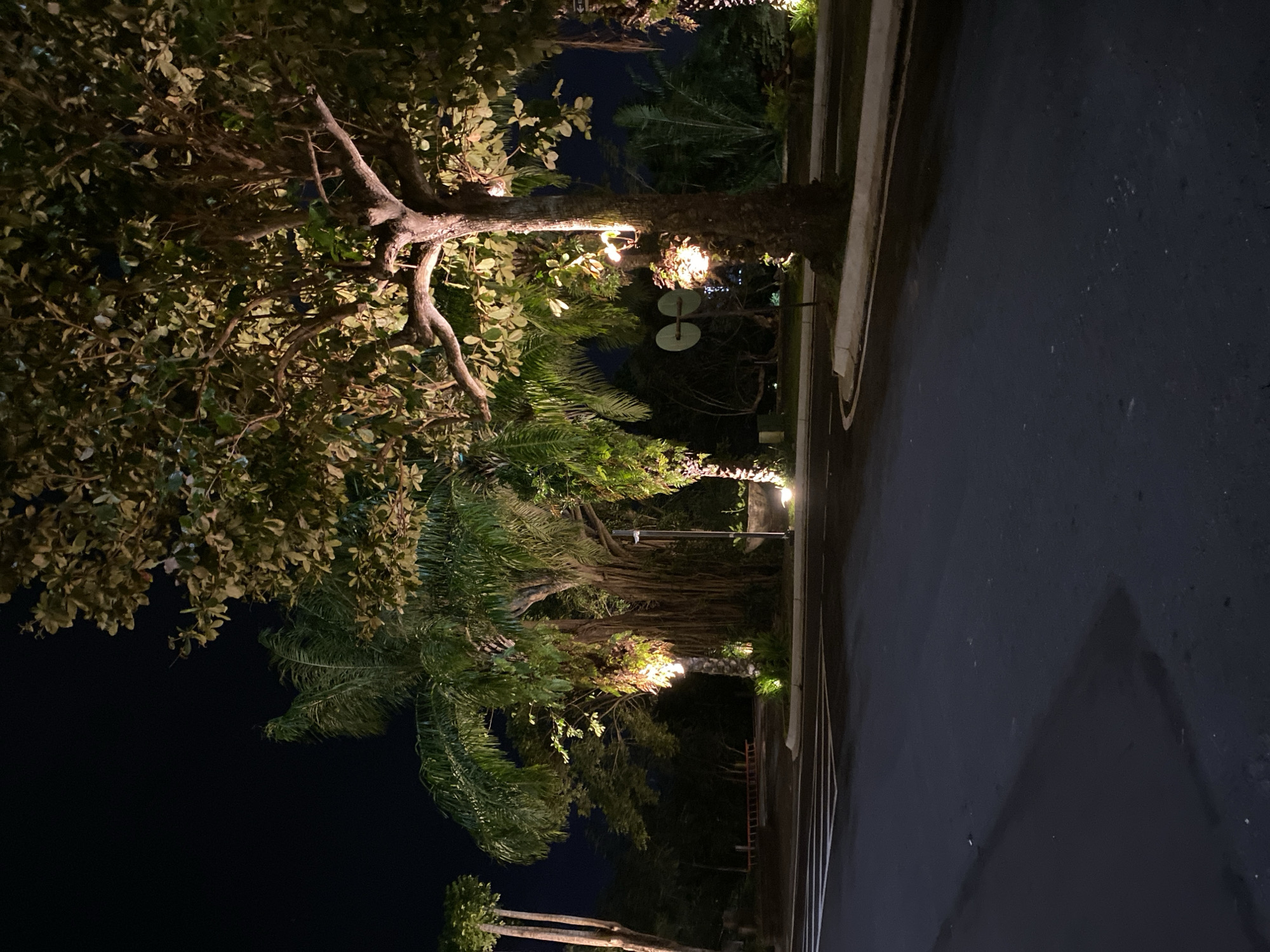 The image depicts a dimly lit scene at night, focusing on lush green foliage illuminated by artificial lights. A large tree with thick, gnarled branches dominates the left side, its leaves casting shadows. Interspersed with this tree are palm trees, their fronds clearly visible. Several spotlights are strategically placed, casting a warm glow on the vegetation and the tree trunks.
In the background, a paved area, likely a road or pathway, is visible to the right, bordered by a curb. The darkness of the night sky contrasts with the illuminated greenery. There are no people or animals visible in the frame. The overall mood is serene and somewhat dramatic due to the interplay of light and shadow.
The image appears to be taken in an outdoor setting, possibly a garden, park, or resort, given the presence of manicured trees and the paved walkway. The location context suggests Kuta Selatan, Indonesia, which is known for its tropical climate and lush vegetation, consistent with the scene. The time of day is clearly night. There is no visible text in the image.