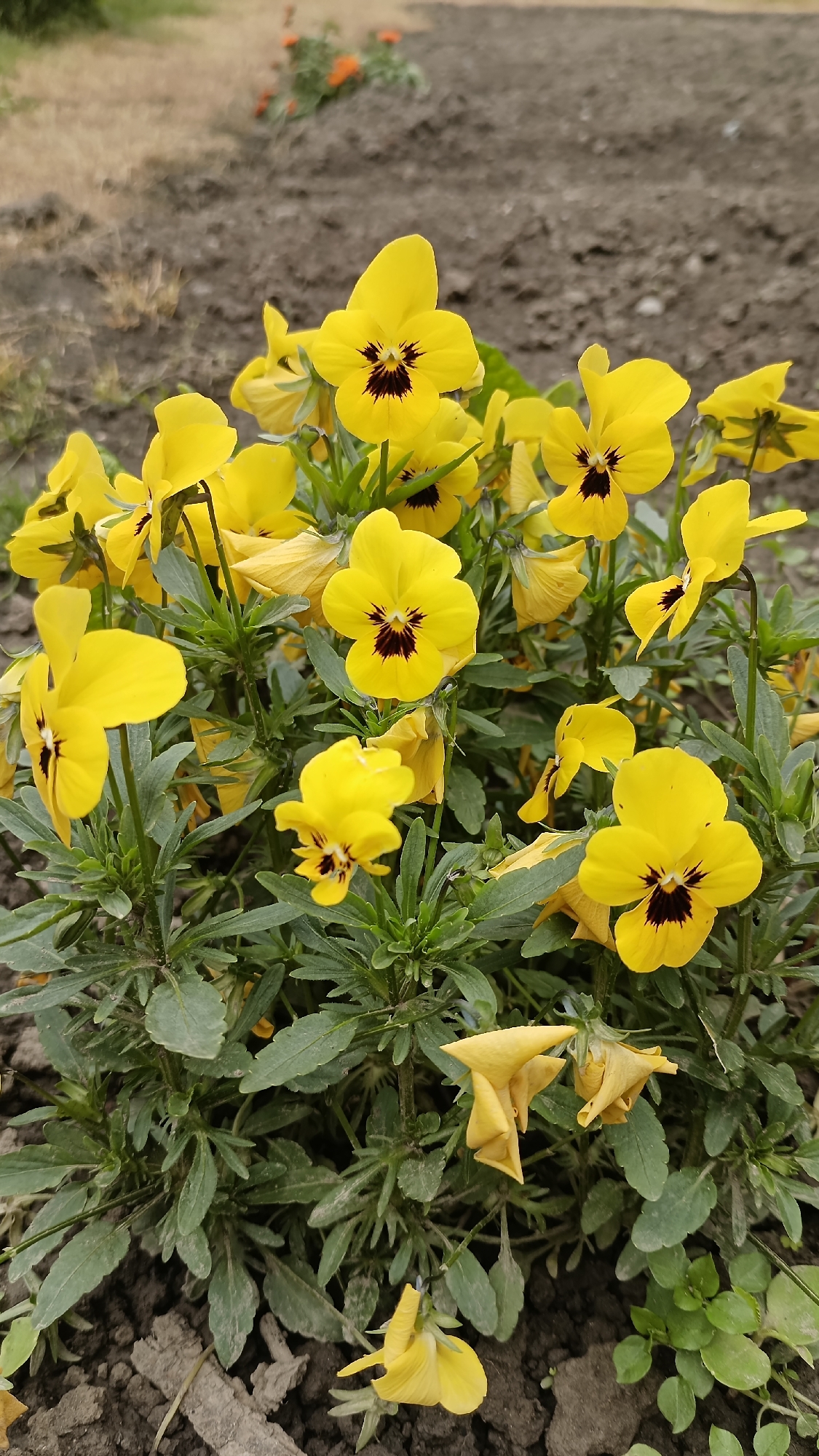 The image shows a cluster of yellow pansies with dark purple centers, growing in a garden bed. The plants are surrounded by green foliage. The background consists of bare soil, with some blurred orange flowers in the distance. The location is inferred to be Muzga, Bulgaria.