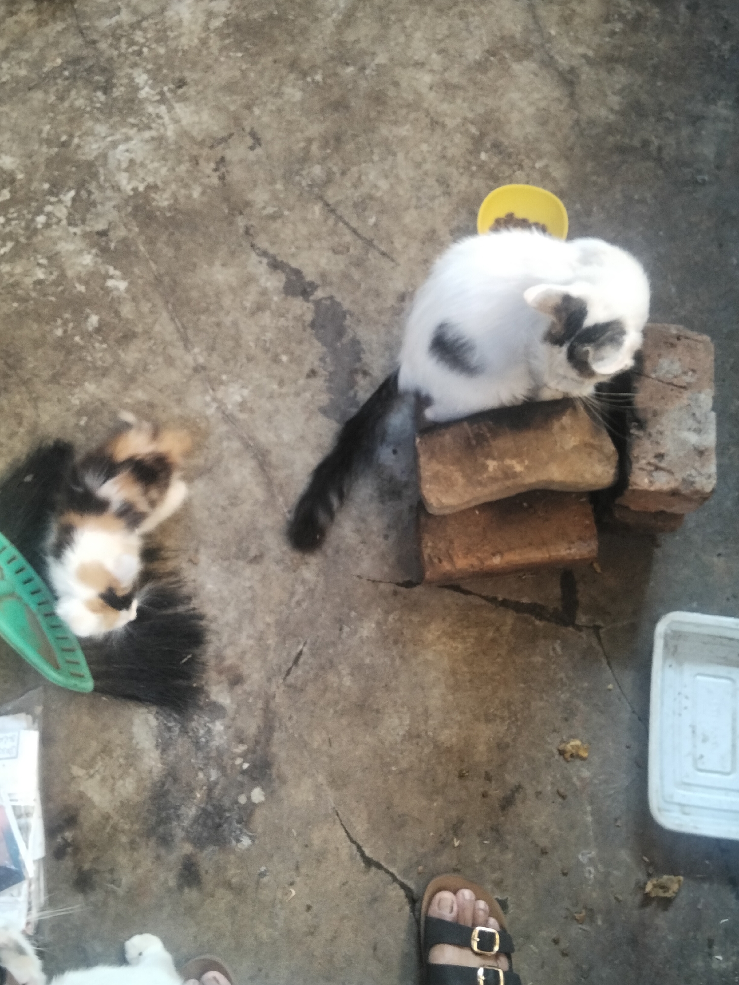 The image captures an outdoor scene on a concrete surface, possibly in Cisaat, Indonesia. In the foreground, a person's foot wearing a black sandal with gold buckles is visible. To the left, a calico cat is lying on its side, its fur a mix of black, white, and orange, positioned next to a green object. Further to the right, a white cat with black markings is perched on a stack of bricks, with a yellow bowl of kibble behind it. A white plastic container is situated in the lower right corner of the frame. The concrete ground appears worn and cracked in places, with some scattered debris.