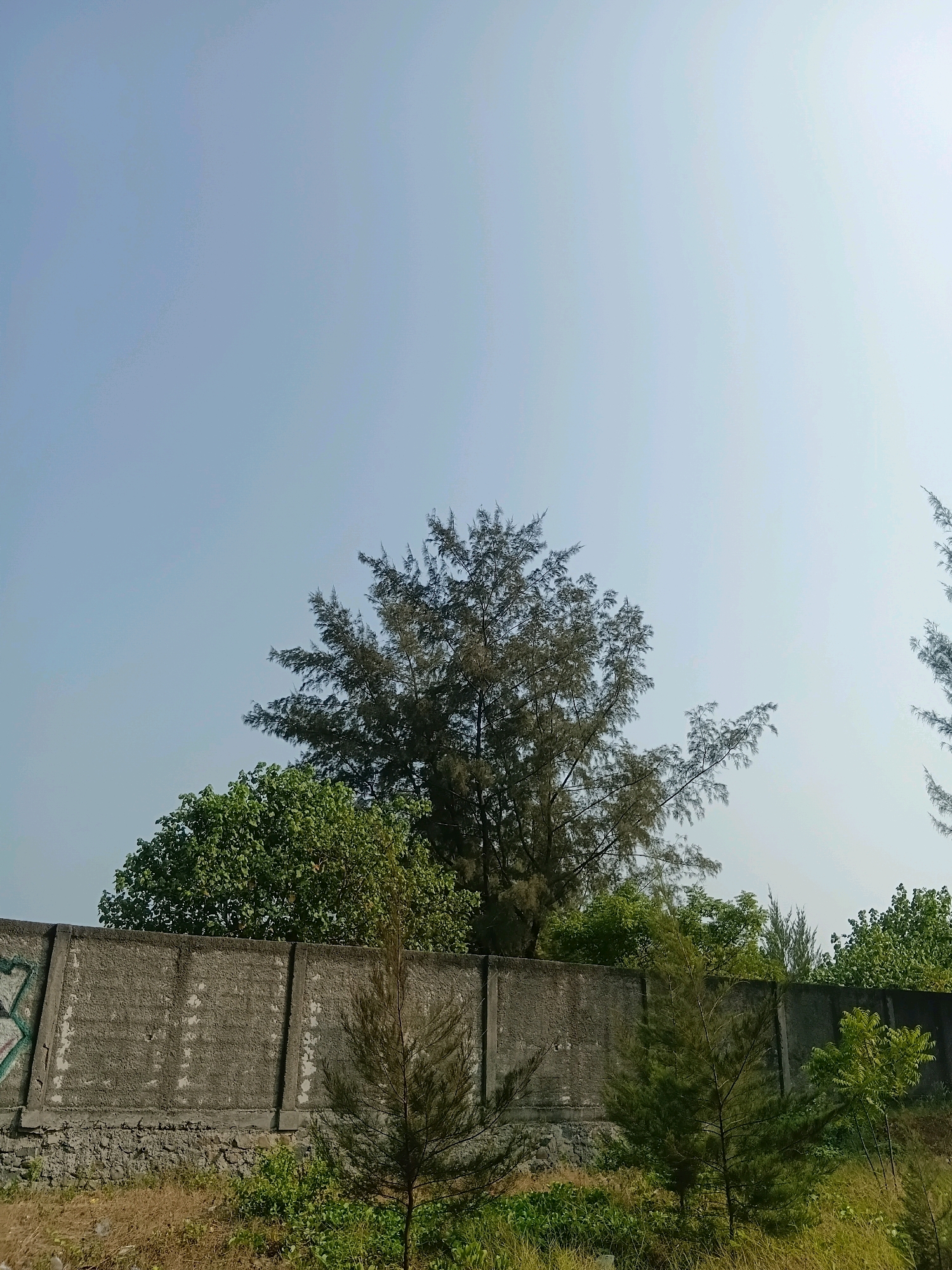 The image shows a clear sky above a concrete wall with graffiti on the left side. Behind the wall, several trees are visible, including a large, dark-leaved tree in the center and a smaller, lighter green tree to its left. Several young pine trees are in front of the wall, and more trees are in the background. The ground in front of the wall is covered with dry grass and green foliage. The scene appears to be an outdoor area, possibly a park or a border of a property, in Cikal, Indonesia. There are no people or animals visible in the image.