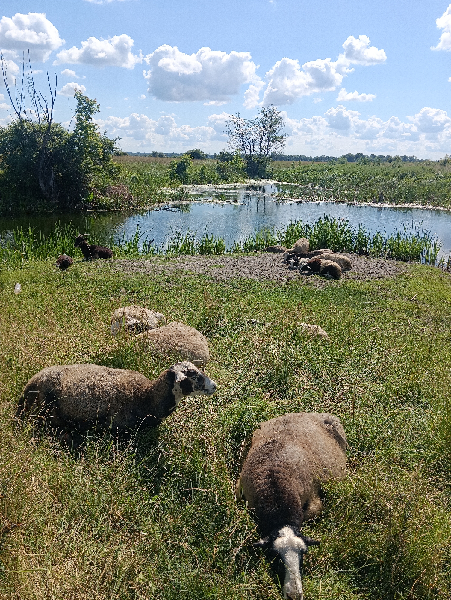 The image depicts a pastoral scene of sheep resting in a grassy field beside a body of water. There are approximately ten sheep visible, with some lying down in the foreground and middle ground, while others are gathered in a group on a patch of dirt near the water. The sheep are varying shades of brown and white, some with dark markings on their heads.
The setting is a rural landscape under a bright blue sky with fluffy white clouds. A calm body of water, possibly a pond or slow-moving river, reflects the sky. Tall green grasses and reeds grow along the water's edge and in the field where the sheep are. In the background, there is a line of trees and vegetation, suggesting a natural, undeveloped area. A few bare, dead tree branches are visible on the left side of the image, adding a touch of natural decay to the otherwise vibrant scene.
The time of day appears to be daytime, likely late morning or afternoon, given the bright sunlight casting shadows and illuminating the scene. The weather seems pleasant and sunny. The overall mood conveyed by the image is one of tranquility and peacefulness, with the sheep appearing relaxed and at ease in their natural environment. There is no visible text in the image.