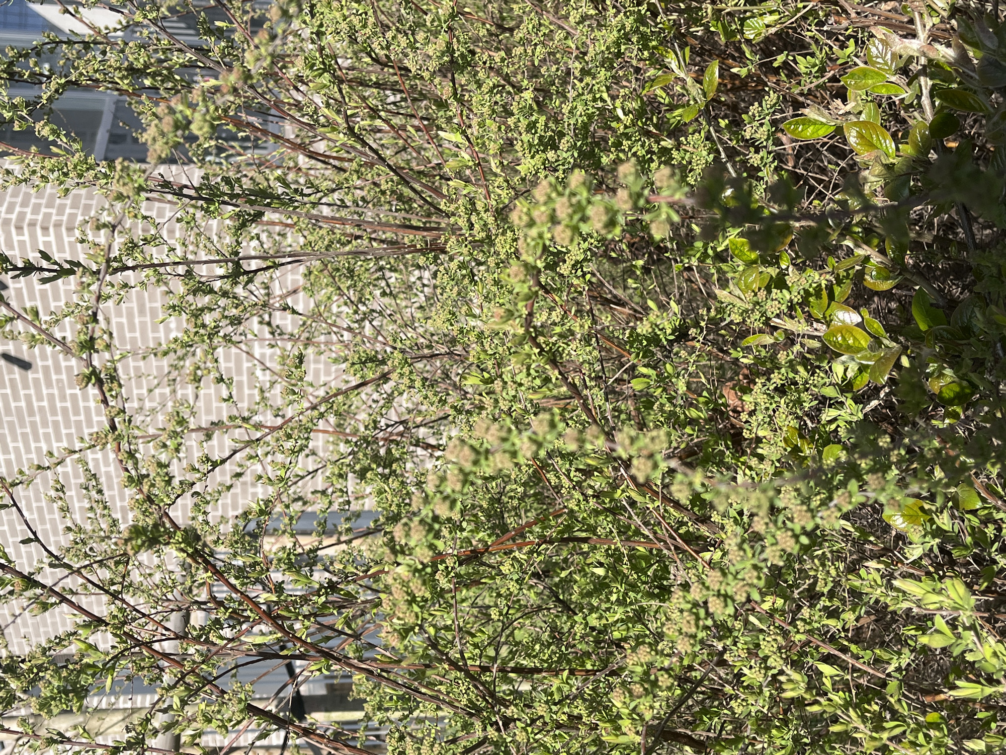 This vertically oriented image captures a dense shrub or bush, richly covered with new growth. The plant occupies the majority of the frame, featuring numerous thin, dark brown branches adorned with small, light green leaves and clusters of unopened buds. This appearance suggests the season is early spring, with the shrub just leafing out or preparing to bloom.
In the background, partially obscured by the foliage, a light-colored building is visible. Its facade is characterized by a distinctive, possibly stacked bond or textured brick pattern in off-white or light gray hues. A portion of a window or white architectural trim is also discernible. The scene is brightly illuminated by direct sunlight, indicating a clear, sunny day.
No human subjects or activities are present. There is no visible text. The combination of the lush plant life and urban architectural elements places the scene in an outdoor setting within a populated area, aligning with the provided context of Saint Petersburg, Russia. The image emphasizes the intricate details of the plant's burgeoning life against an urban backdrop.