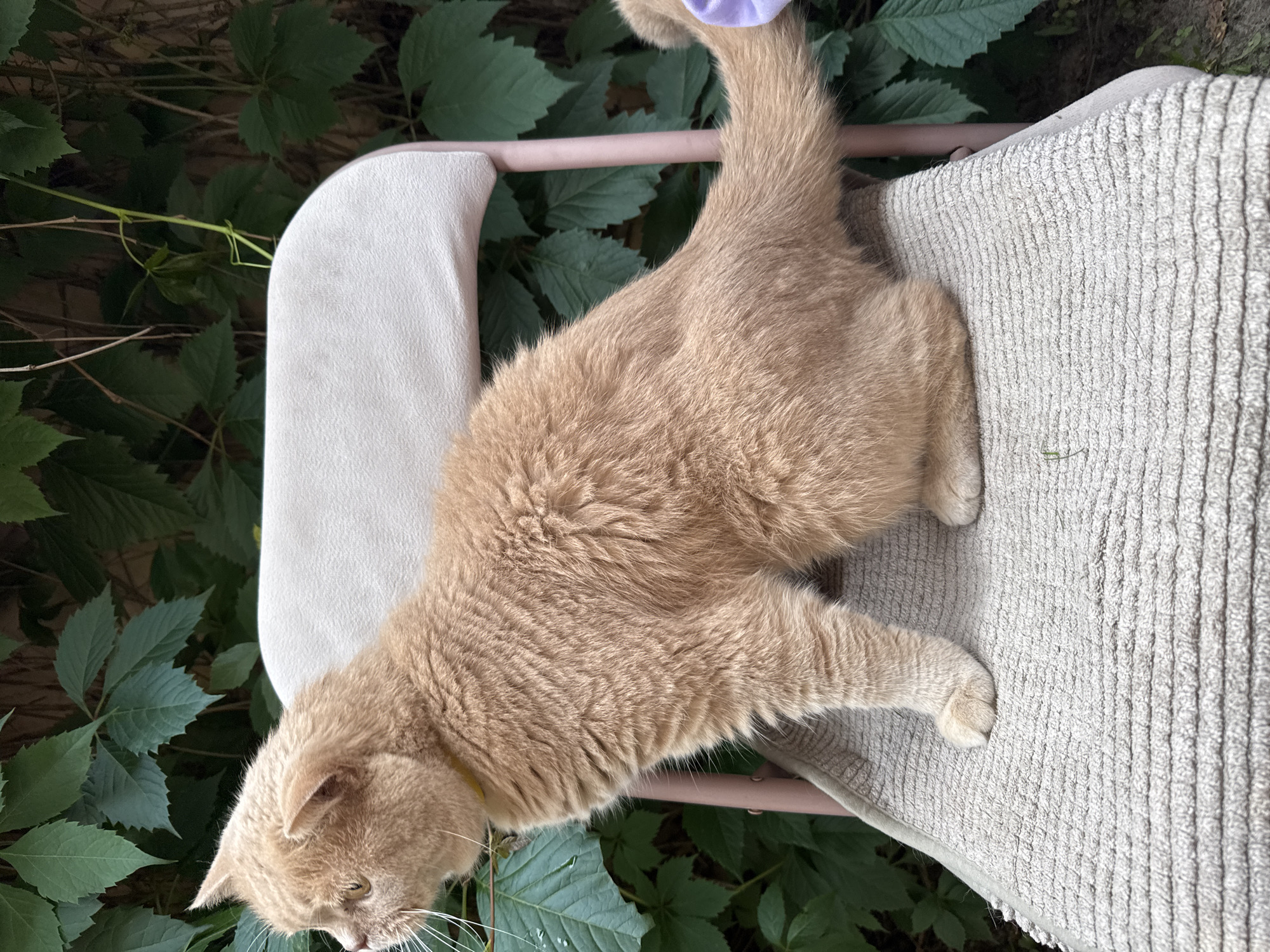 A ginger cat with a yellow collar sits on a beige-cushioned chair with a light pink frame. The chair is outdoors, with lush green foliage behind it. The cat is facing left, with its tail extending to the right and partially covered by a light purple object. The cat's fur is short and dense. The chair is positioned on a patterned, textured surface. The background consists of dark green leaves and vines.