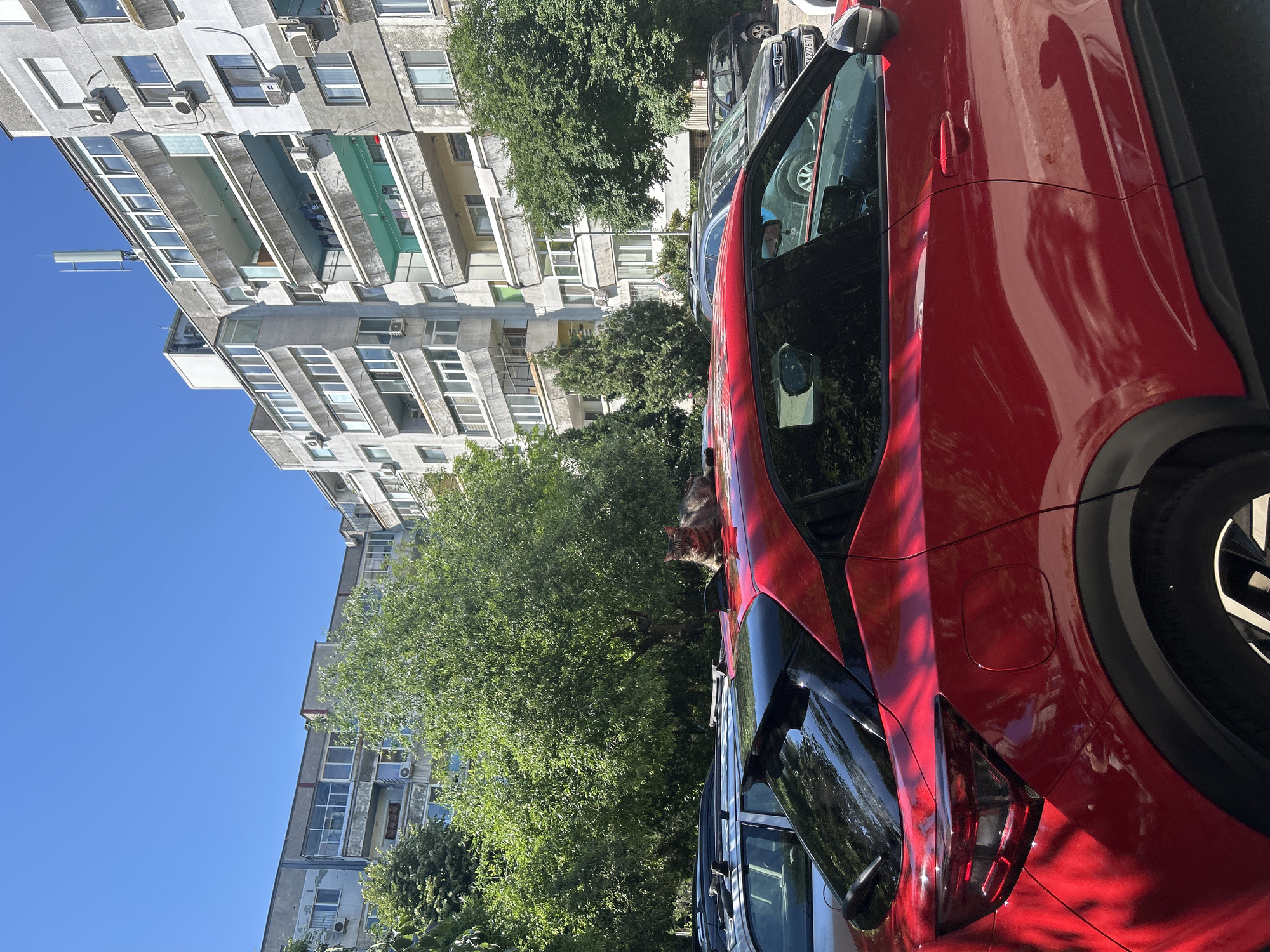 A tabby cat is resting on the roof of a red car parked in a lot in front of a Soviet-era apartment building in Varna, Bulgaria. The cat is lying down, facing to the left, with its head slightly raised. The car is a modern, red hatchback with black trim. Behind the car is a row of parked cars, and behind them are lush green trees. The apartment building is made of concrete and has many balconies and windows. The sky is clear and blue. The scene is brightly lit by the sun.