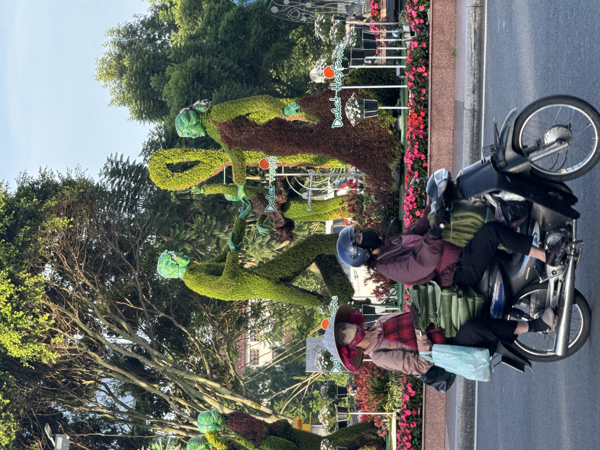 The image depicts a scene in Da Lat, Vietnam, featuring a street with a prominent topiary display. The topiary consists of several human-like figures sculpted from green foliage, with some figures adorned with dark red material resembling clothing. In the foreground, two individuals are riding a motorcycle. The rider in the back wears a maroon jacket and a dark helmet. The passenger in the front wears a wide-brimmed straw hat with a pink lining and a face mask, a red plaid garment over a light-colored top, and is carrying a light blue plastic bag and a black shoulder bag. The motorcycle is carrying several large, green, rectangular packages secured behind the passenger. The street appears to be paved, with a sidewalk and a well-maintained flower bed of pink and red flowers bordering the topiary. The background includes trees, buildings, and a clear sky. The overall impression is a vibrant, outdoor urban setting with a focus on decorative landscaping and daily life transportation.