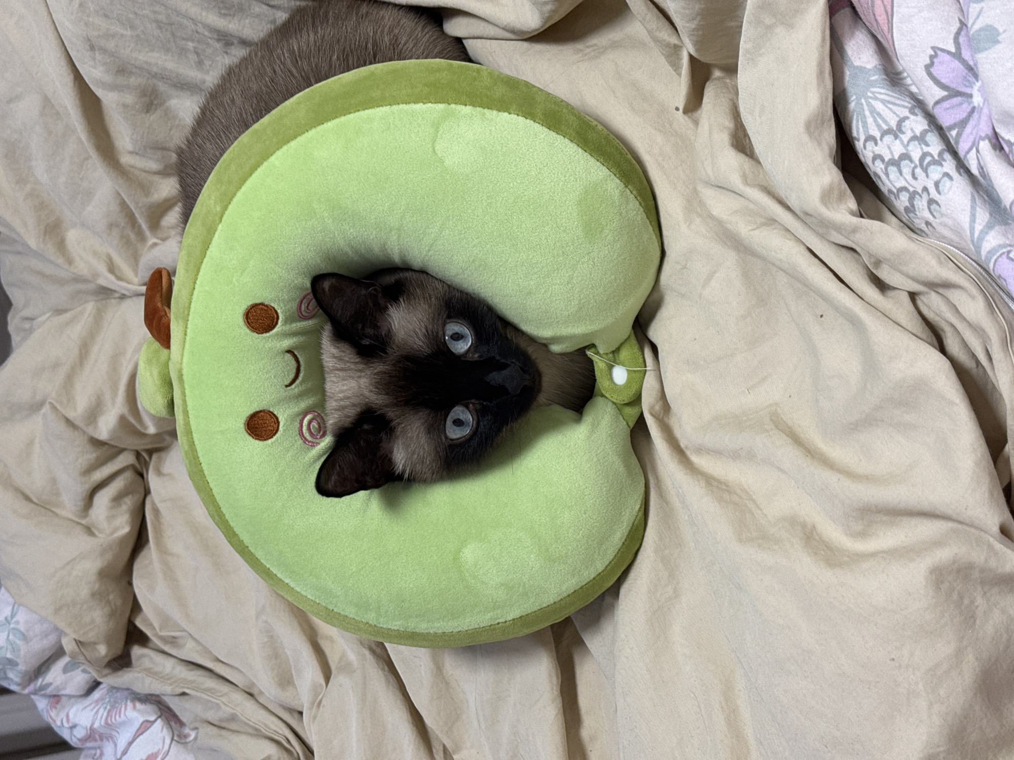 A Siamese cat lies on a light beige rumpled sheet with a floral patterned blanket visible at the right edge. The cat's head is framed by a green, round pillow with cartoonish details like eyes and a smile. The cat has short, dark fur on its face and a grey body. Its eyes are blue and slightly unfocused. The scene is indoors, possibly a bedroom, with soft, natural light. There is no indication of this image being in Chaikovsky, Russia.