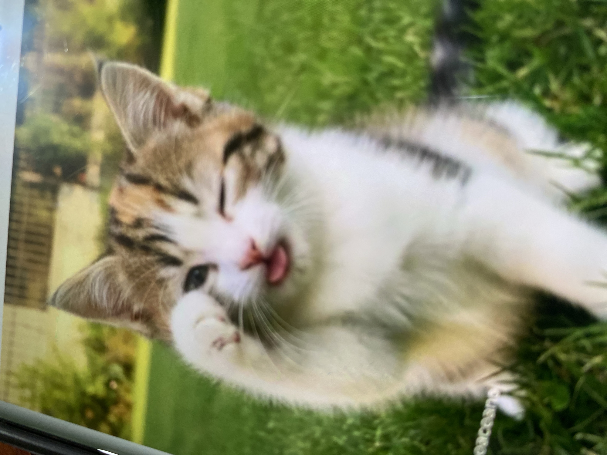 A kitten with white, brown, and black markings is sitting on green grass in a backyard. The kitten is looking at the camera with its tongue sticking out and one paw raised to its face, as if waving or playing peek-a-boo. The background is blurred but appears to be a garden with trees and sunlight. There is a faint, partial word "peacean" visible on a white string or ribbon in the lower left corner of the image. The location is not specified in the image or its description.