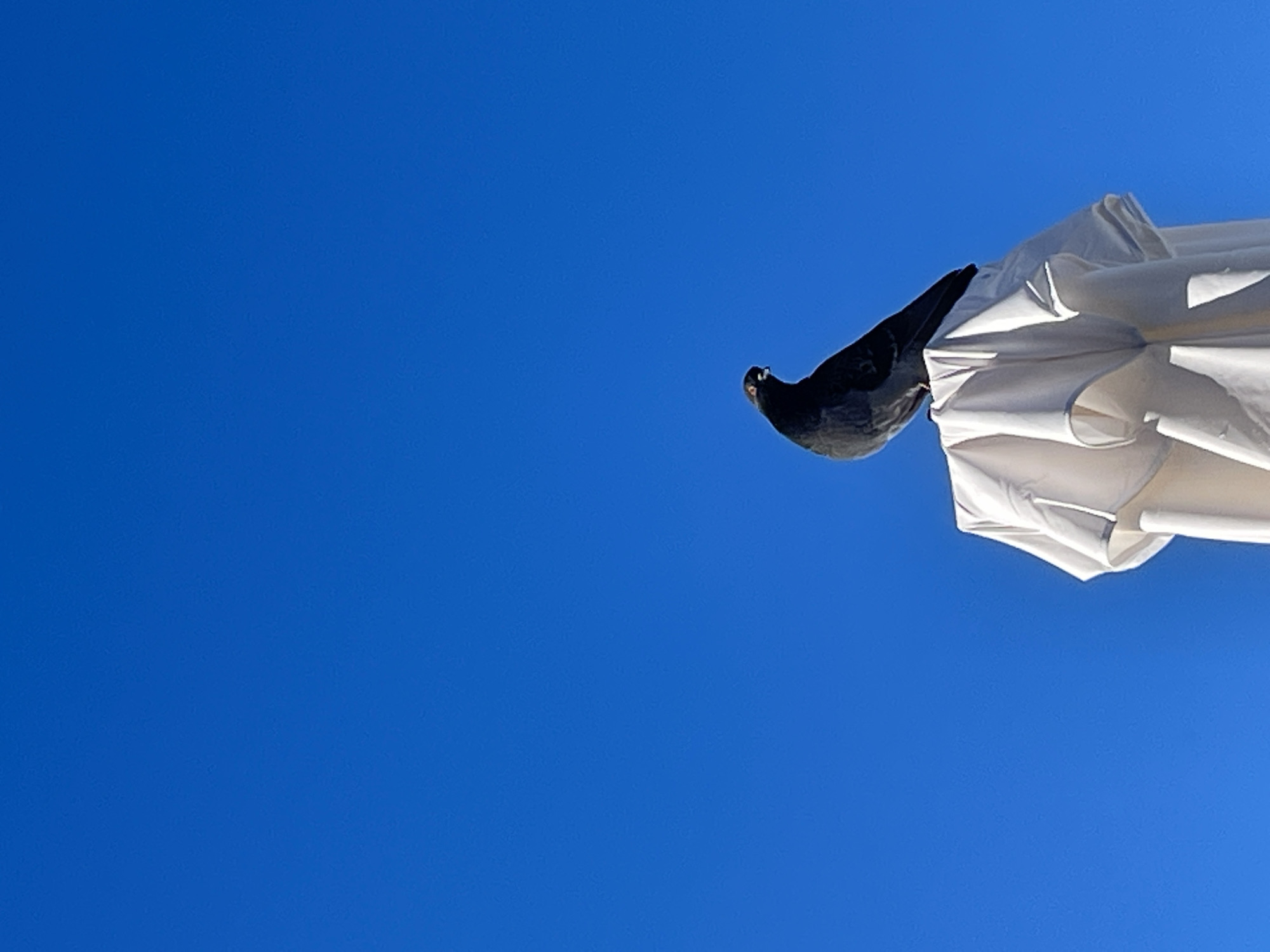 A pigeon is perched on the edge of a white umbrella, set against a clear, vibrant blue sky. The pigeon, dark in color, is positioned on the right side of the frame, facing left. Its head is slightly tilted, and a small part of its eye and beak are visible. The umbrella, likely a sunshade, is made of a white, possibly fabric material, showing distinct folds and pleats, suggesting it might be partially closed or ruffled by a breeze. The perspective is from below, looking up, making the sky the dominant background. The bright, uniform blue of the sky indicates daytime with clear, sunny weather. There are no other visible subjects or discernible activity beyond the pigeon resting on the umbrella. No text is visible in the image. The scene conveys a moment of stillness outdoors in what appears to be a pleasant, bright environment in Sochi, Russia.
