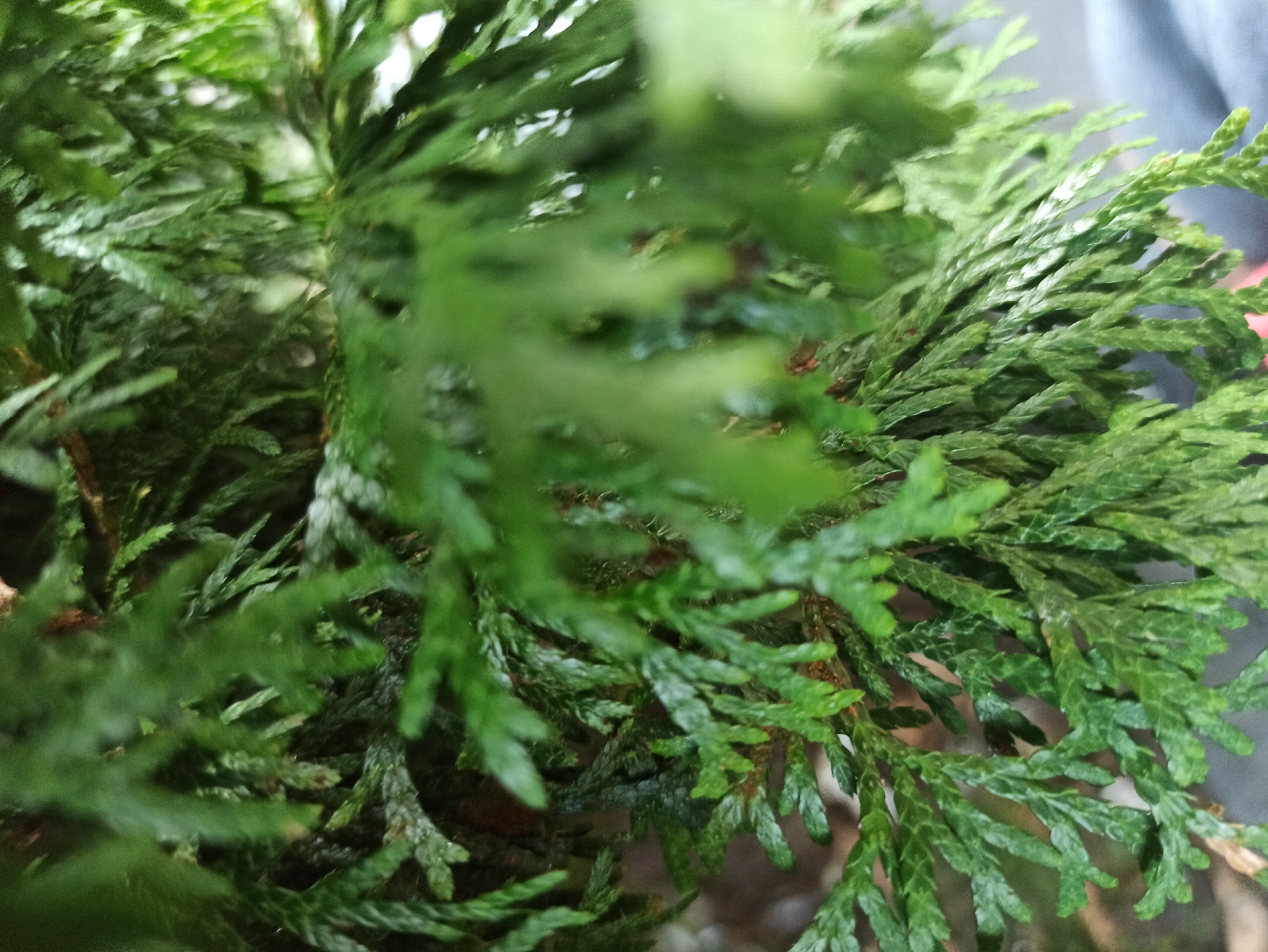 The image is a close-up, slightly blurred, macro shot of green coniferous branches. The focus is shallow, with the foreground branches sharp and detailed, while the background is indistinct and out of focus. The foliage appears feathery and layered, with individual needles visible. Some subtle variations in green hue are present, with hints of brown visible on some branches, possibly indicating dryness or bark. The lighting is diffused, casting soft shadows and highlighting the texture of the leaves. The overall impression is one of natural growth and dense foliage. The location is not discernible from the image.