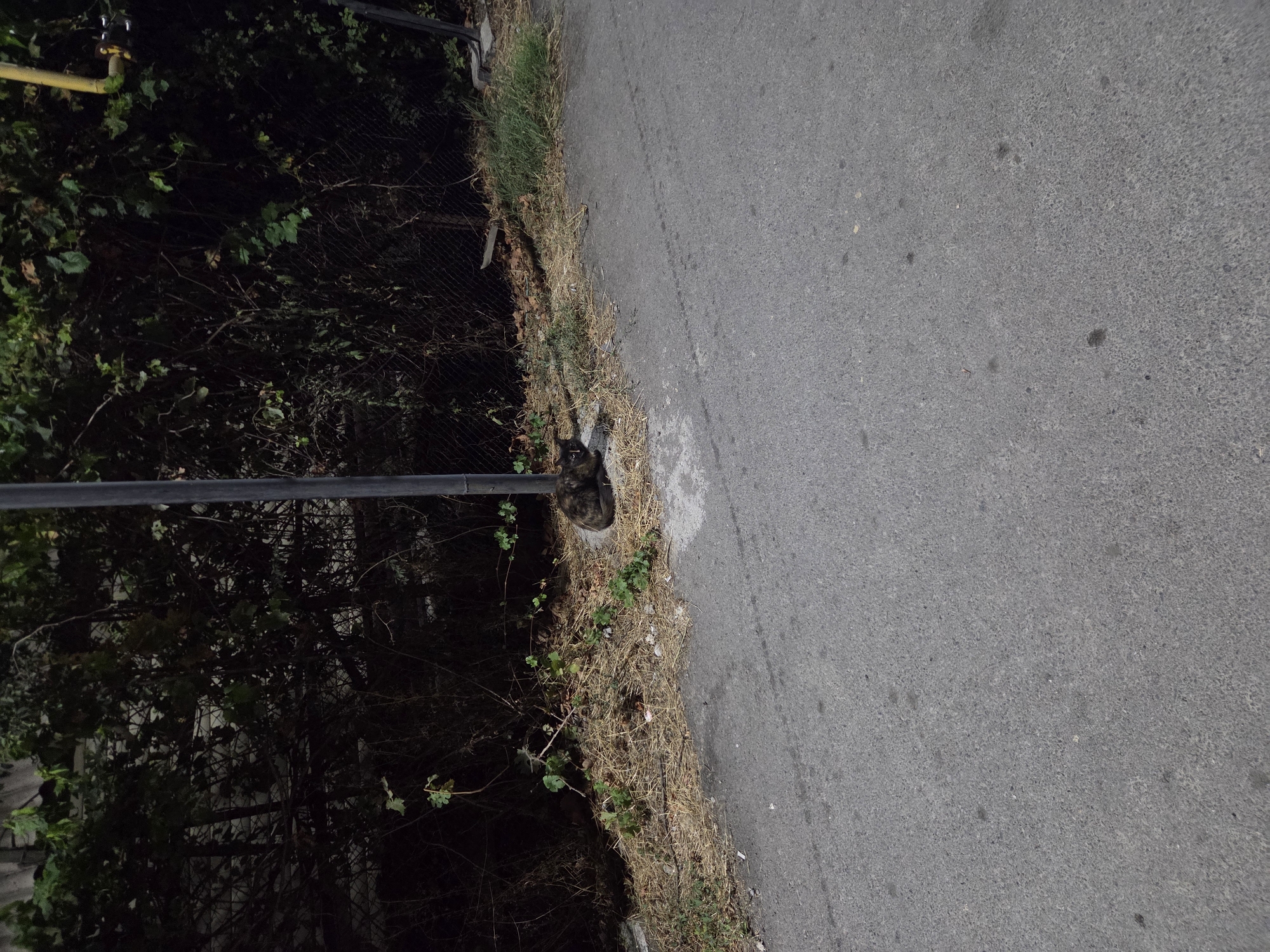 A dark tabby cat is curled up asleep next to a lamppost on a patch of dry grass and dirt. The cat is located on the right side of the image, just off the edge of an asphalt road. Behind the cat is a wire fence overgrown with dense foliage. The scene appears to be in a semi-urban environment, possibly on the outskirts of Shymkent, Kazakhstan, given the juxtaposition of the natural elements and the road infrastructure. The lighting suggests it is either early morning or late evening. There are no people or other animals visible in the frame.