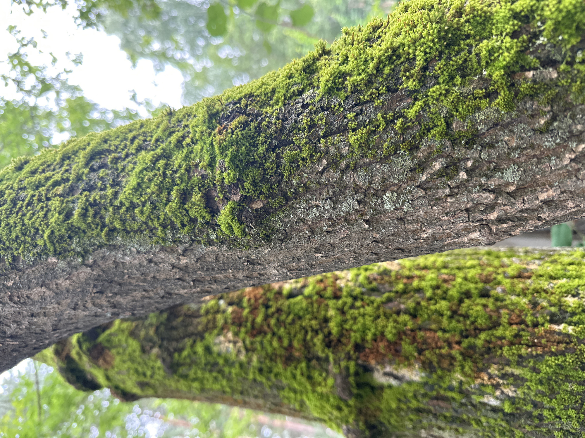 A close-up, slightly angled shot focuses on the moss-covered bark of two trees. The tree in the foreground, on the right, displays rough, textured bark with patches of vibrant green moss clinging to it. The tree on the left is partially visible and appears to be covered in a thicker layer of moss, showing hints of brown underneath. The background is blurred, showing a soft green and white bokeh effect, suggesting foliage and sky. The image is taken outdoors, in a natural environment. There are no people or discernable human activity in the scene.