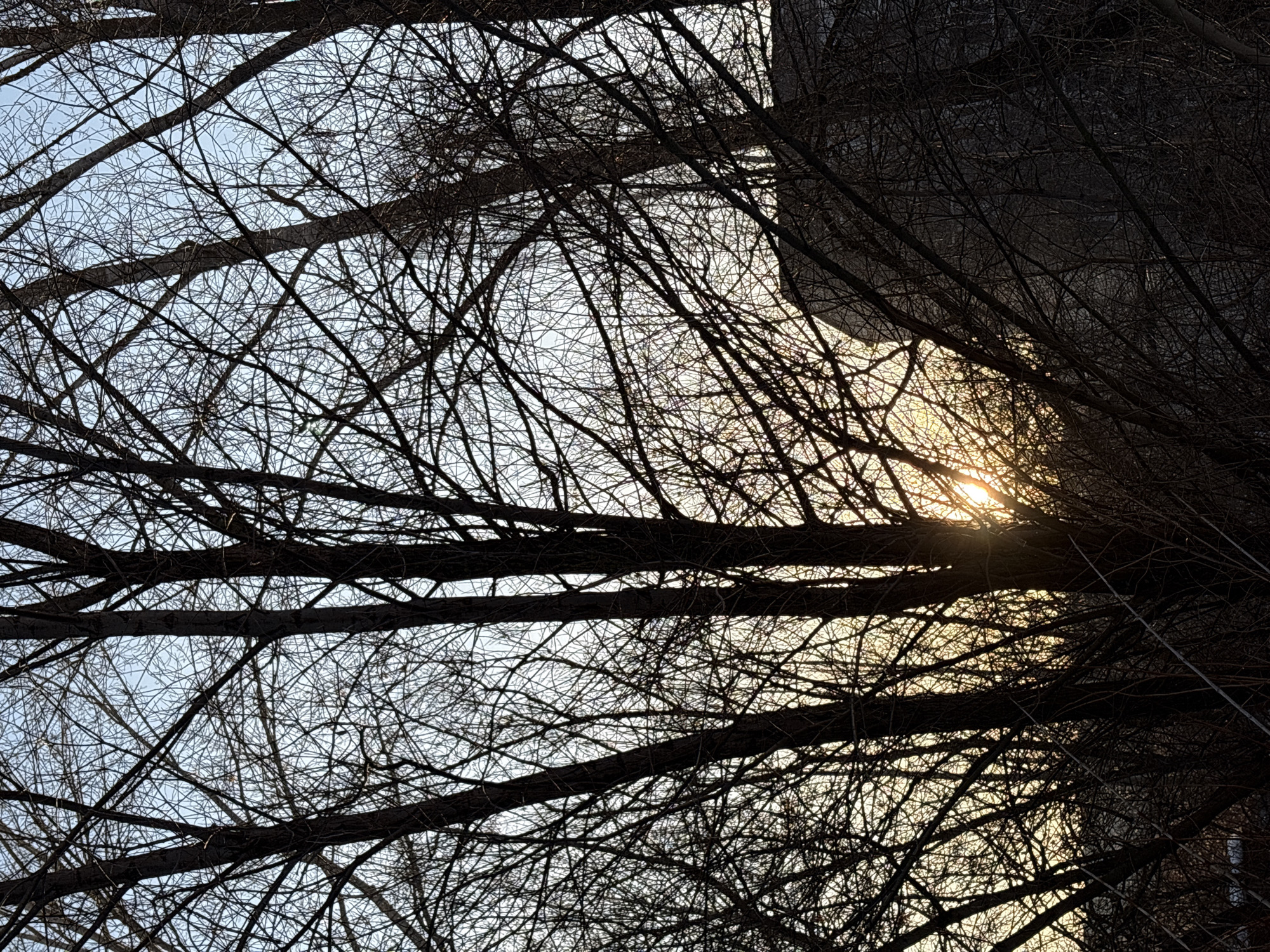 The image shows a view looking up through bare tree branches toward the sky. The branches are a mix of dark and light silhouettes against a pale blue and off-white sky. Sunlight shines through the branches on the right side. The location is Chaikovsky, Russia. The scene depicts an outdoor environment in likely winter. There are no visible people or interaction.