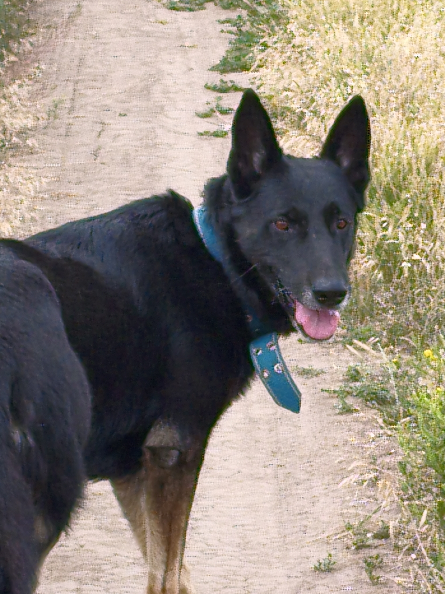 This media file shows a black German Shepherd dog standing on a dirt path in a rural area, likely in Ustyvytsia, Ukraine. The dog is wearing a teal collar with silver grommets. Its mouth is open, and its pink tongue is visible, suggesting it may be panting or excited. The dog is mostly black with some tan markings visible on its hind legs. The path is lined with dry grass and some green vegetation, with a few small yellow flowers scattered amongst the foliage. The background is blurry, but it appears to be a natural, outdoor setting, possibly a field or a trail. The lighting suggests it is daytime, with no indication of specific weather conditions. There is no visible text in the image. The overall scene conveys a sense of a relaxed outdoor moment with the dog.
