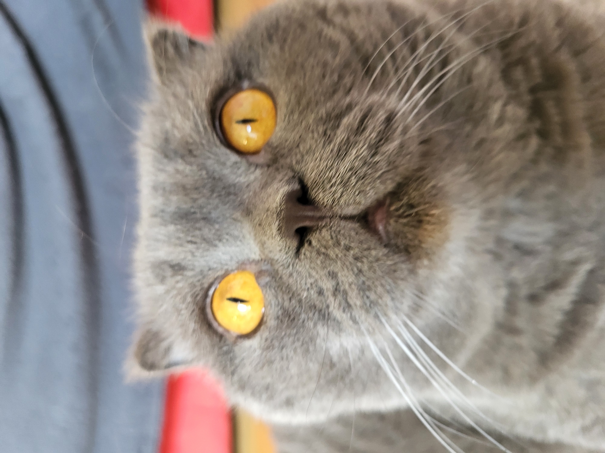 This is a close-up, portrait-style photograph of a British Shorthair cat's face. The cat is predominantly gray with striking, bright orange eyes that are wide open. Its pupils are slit-like, indicating that the photo was likely taken in bright lighting. The cat's fur appears soft and dense, and long white whiskers fan out from its muzzle. Its nose is a dark brown color, and its mouth is slightly open, revealing a hint of pink. The cat's ears are small and rounded, characteristic of the breed.
The photograph is oriented vertically, with the cat's head tilted towards the viewer, giving an engaging and curious impression. The background is mostly out of focus, but appears to be a soft, gray fabric on the left and hints of red and yellow on the right, suggesting it might be indoors with some colorful objects nearby. The lighting is bright and direct, casting subtle highlights on the cat's fur and eyes. The overall mood conveyed is one of intimacy and affection, capturing the charm of the feline subject. There is no visible text in the image.