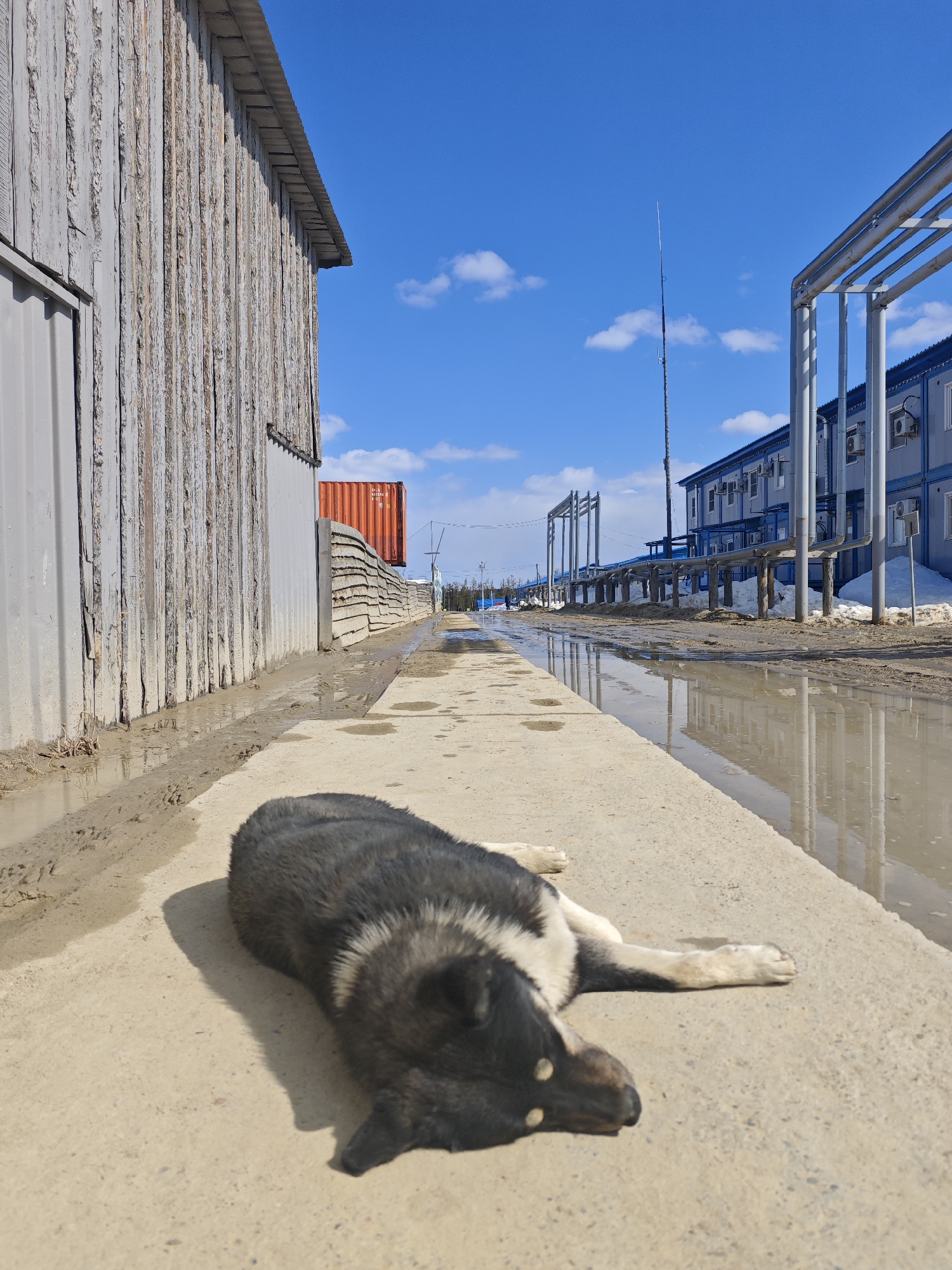The image depicts a dog lying on a concrete surface next to a puddle of water. To the left is a gray, weathered building constructed from vertical wooden planks, with a metallic sheet at the bottom. A red shipping container is visible above the concrete barrier behind this building. To the right is a two-story, light-blue building with external air conditioning units and a network of above-ground pipes supported by metal frames. The ground between the buildings is muddy and waterlogged, reflecting the sky and buildings in the puddles. In the distance, a utility pole extends high into the blue sky, which is sparsely populated with white clouds. The city is Unknown, Russia.