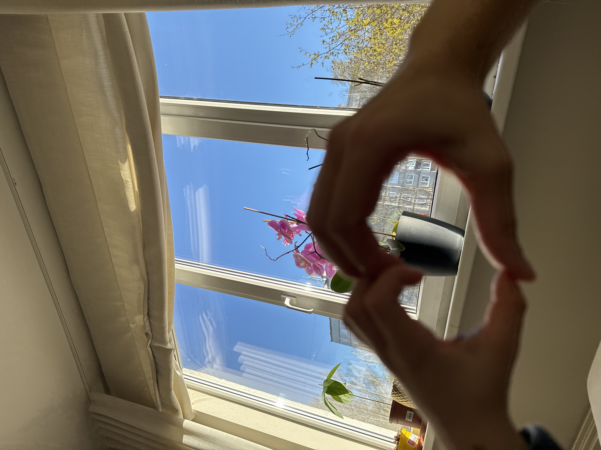 The image presents a sunlit indoor scene viewed through a window, with a person's hands partially obscuring the foreground. The hands are blurred and positioned to create a gesture, possibly a heart shape, framing the bright outdoor view.
The main subjects inside are a white window frame and light beige fabric curtains or blinds that are pulled back to allow light in. On the windowsill, several potted plants are visible: a vibrant pink orchid with multiple blooms in a dark, possibly black, pot, and another plant with distinct green leaves, appearing to be in a woven basket-style pot. A smaller pot with an unreadable yellow label is also present.
Beyond the window, a vast, clear blue sky dominates the upper and middle sections of the view, with some reflections on the window glass. Trees with fresh, light green and yellowish leaves, indicative of springtime, are visible, particularly in the upper left. In the background, an urban landscape is hinted at by a multi-story building with numerous windows, suggesting an apartment block or similar structure.
The activity taking place is the act of observing the outside world through a window, with the hands forming an appreciative gesture. The time of day is bright daylight, suggesting a sunny morning or afternoon. The weather is clear and pleasant. While not explicitly visible in the image, the context provided indicates the location is Riga, Latvia, which is consistent with the urban architecture and deciduous trees. The overall mood conveyed is one of peace and appreciation for the sunny day and the view. No discernible text is clearly legible in the image.