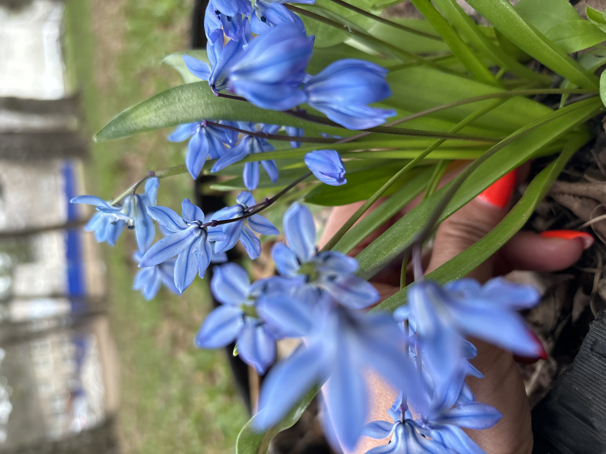 A close-up, vertical shot captures a cluster of vibrant blue, star-shaped flowers with lush green leaves, likely an early spring bulb species such as scilla. The flowers vary in focus, with some sharp in the foreground and others softly blurred in the mid-ground and background, creating depth. A person's hand, adorned with bright red nail polish, is gently placed among the foliage on the right side of the frame, suggesting interaction with or tending to the plants. The hand and lower flowers appear to be near dark soil or mulch.
The setting is outdoors during the daytime, under bright, possibly slightly overcast, natural light. The background is significantly blurred, showing muted green patches, likely grass or distant foliage, and indistinct light-colored structures that could be buildings or fences. The blooming flowers indicate that the scene takes place in spring. The image conveys a sense of natural beauty and the arrival of the new season in Chaikovsky, Russia. There is no visible text in the image.