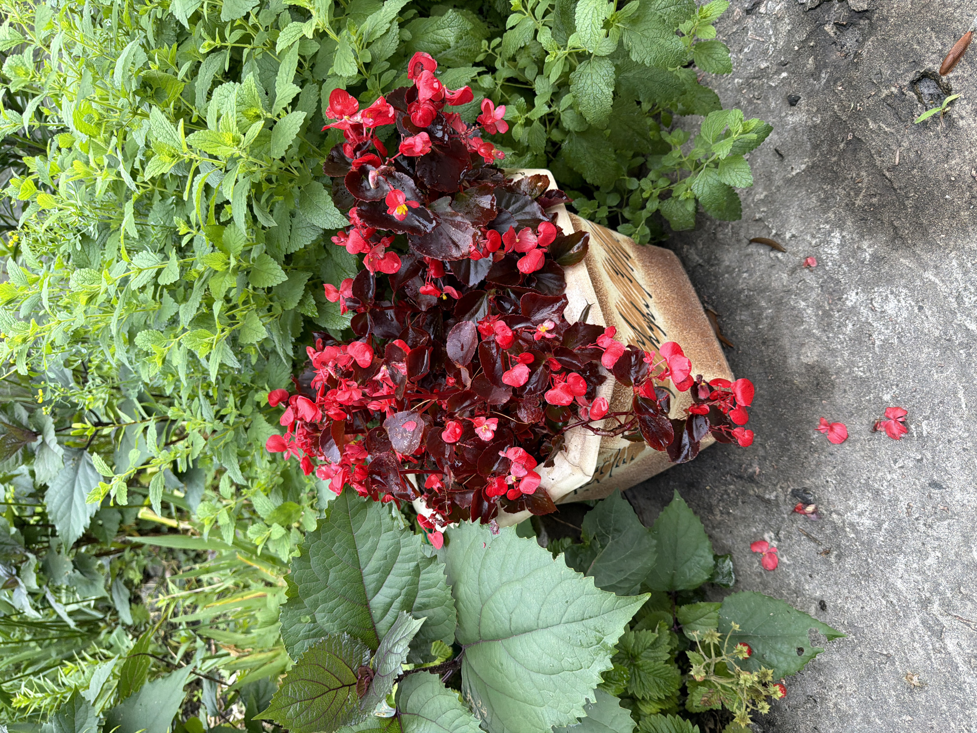 A close-up, eye-level shot captures a potted plant with bright red begonia flowers and dark red leaves, positioned on a grey concrete surface. The pot, made of a textured, ceramic-like material with an abstract pattern in shades of beige and brown, sits amidst lush green foliage. To the left of the pot, large, textured green leaves are visible, along with a smaller plant bearing tiny red berries. Scattered on the concrete are fallen red petals. To the right and behind the pot, dense, vibrant green plants, possibly mint or lemon balm, fill the background. The scene appears to be in a garden or outdoor space, possibly in Kyiv, Ukraine, given the mention of a specific location context. The lighting suggests an overcast day, as there are no harsh shadows.