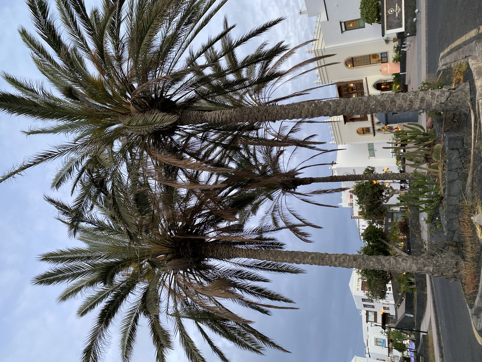 The image presents a view of palm trees in the city of Yaiza, Spain. Two tall palm trees dominate the foreground, their fronds extending upwards. The sky is overcast, with a muted blue color. In the background, buildings with white facades are visible. A stone wall with cacti and other plants is seen along the edge of a street. A business establishment with a sign that includes the words "Oasis Island" is located amidst the buildings. The environment appears to be an urban setting. No people are directly visible.