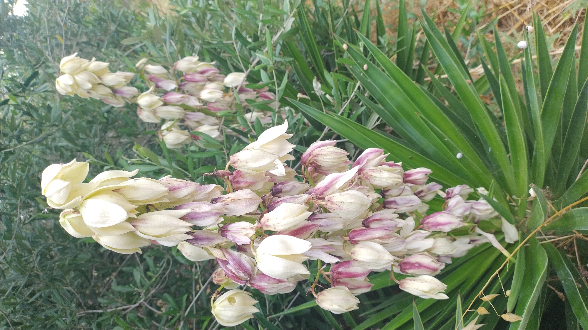 Two flower stalks of white and purple yucca blossoms hang down in front of a dense green bush and sharp green yucca leaves in Νέα Μηχανιώνα, Greece. The stalk on the left is closer to the viewer and is partially obscuring the stalk on the right. Both stalks are laden with numerous bell-shaped flowers, with the upper flowers mostly white and the lower flowers displaying streaks of purple. The yucca leaves are long, sword-shaped, and grow from the base of the plant, pointing upwards and outwards. The background is filled with the blurred green foliage of the bush.