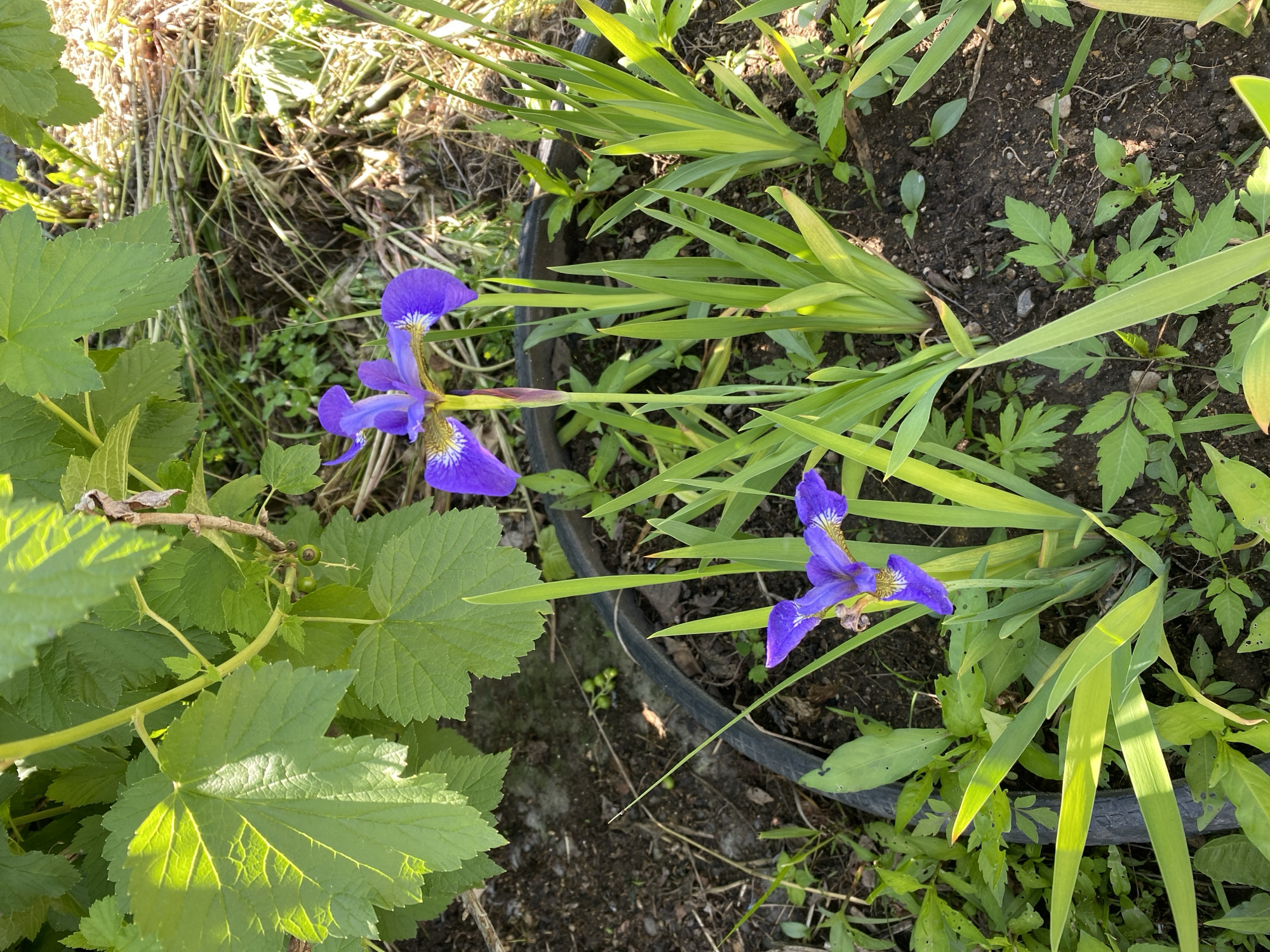 A close-up shot captures a patch of garden in Artyom, Russia, featuring two vibrant purple iris flowers in bloom. The irises stand tall amidst lush green foliage and dark, rich soil, with the distinctive black rim of a planter visible in the foreground. Sunlight casts subtle shadows, highlighting the delicate veins of the iris petals and the intricate patterns on their surfaces. In the background, a currant bush displays its broad green leaves and small, unripe green berries, adding depth and context to the scene. The overall impression is one of a serene garden setting, bathed in the warm glow of natural light.