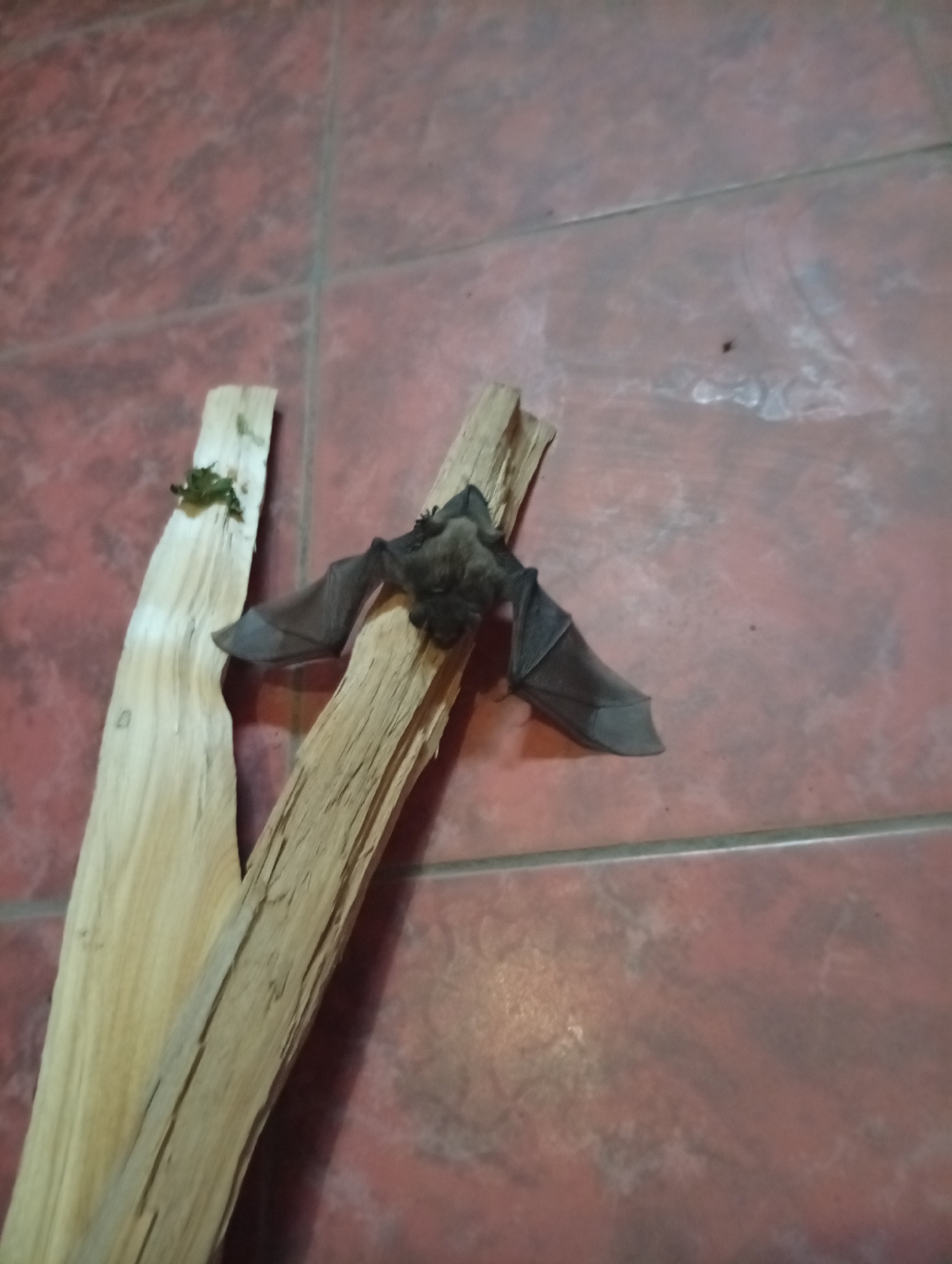 A bat is perched on a piece of light-colored wood, its wings spread. The bat is dark brown and appears to be a juvenile. The wood is rough and appears to be a branch or a piece of driftwood. The bat is positioned in the center of the frame, with its body facing left and its wings spread to the sides.
The background is a reddish-brown tiled floor. The lighting suggests it is daytime, possibly indoors or in a shaded outdoor area. The scene is still and quiet, with no other animals or people visible. The bat's posture with spread wings may indicate it is about to take flight or has just landed.