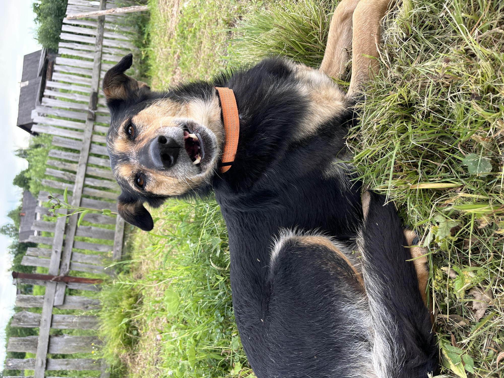 A black and tan dog lies on its back in tall green grass, looking up at the camera with its mouth open and teeth showing. The dog is wearing an orange collar. In the background, there is a rustic wooden fence and a small building. The scene appears to be outdoors in a rural or semi-rural setting. The lighting suggests it is daytime. The overall impression is that the dog is happy and playful.