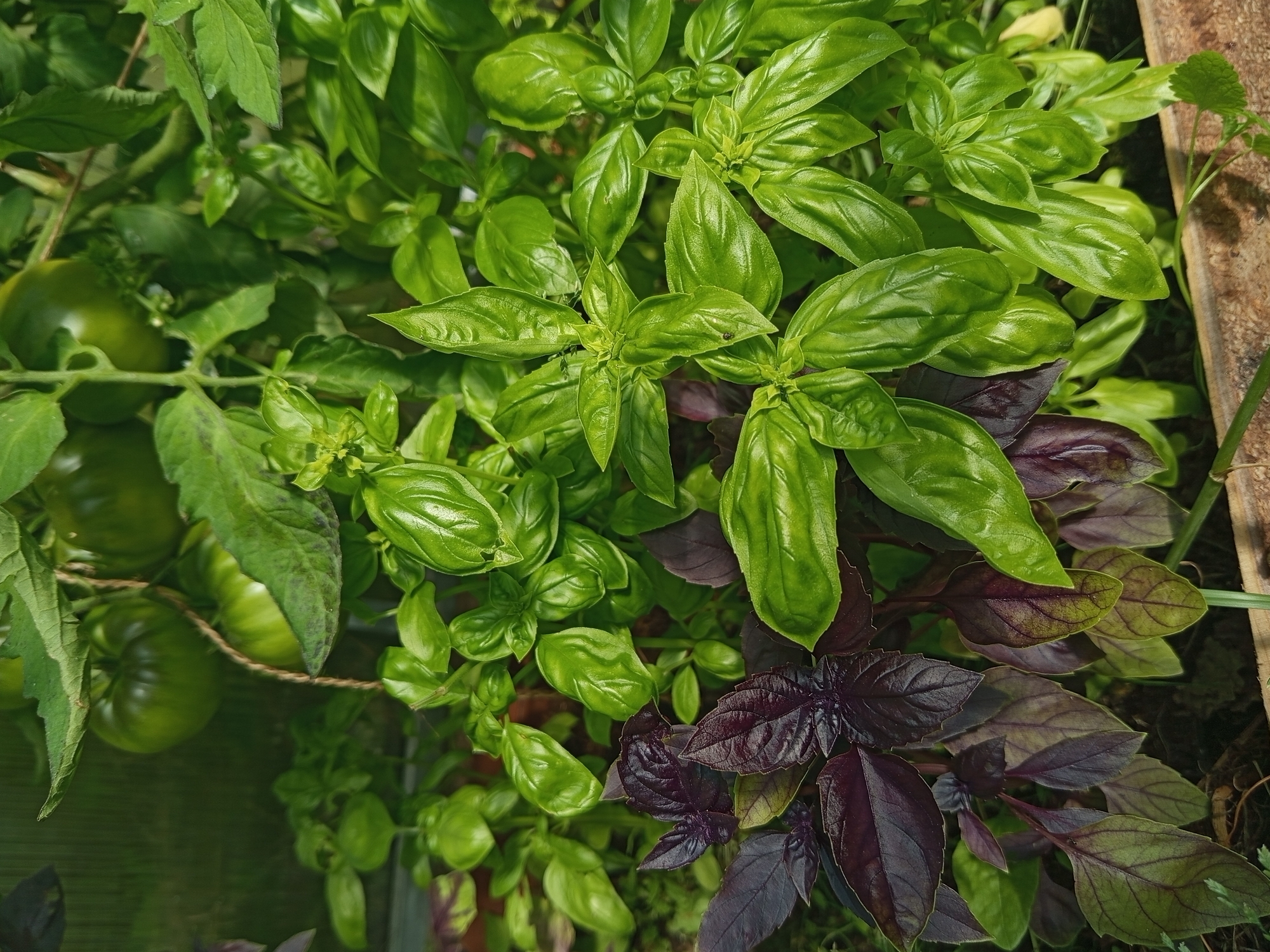 In Ostrovtsy, Russia, a close-up, high-angle shot captures a vibrant collection of basil plants with both green and dark purple leaves. The basil is densely packed, with its leaves reaching upwards towards the camera. In the background, slightly out of focus, are several large, unripe green tomatoes hanging from a vine. The environment appears to be an outdoor garden setting, possibly a greenhouse or allotment, with hints of soil and a wooden border visible at the bottom of the frame. The lighting suggests it is daytime.