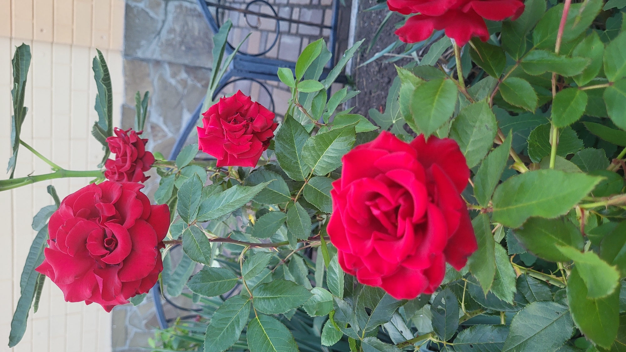 This is a close-up, eye-level, vertical shot of a rose bush with multiple red roses in bloom. The foreground features a large, fully opened red rose with many layered petals, and to the right and slightly lower, a partially visible red rose bud. Further back and to the left, another open red rose is visible. The roses are surrounded by lush green leaves, some of which show signs of wear or damage. The stems are visible, some with small thorns. In the background, a section of a brick wall with horizontal lines and a stone base is discernible, along with a dark metal fence with an ornate scroll design. The ground appears to be dark soil. The overall lighting suggests an outdoor daytime setting. The image was captured in Smila, Ukraine.
