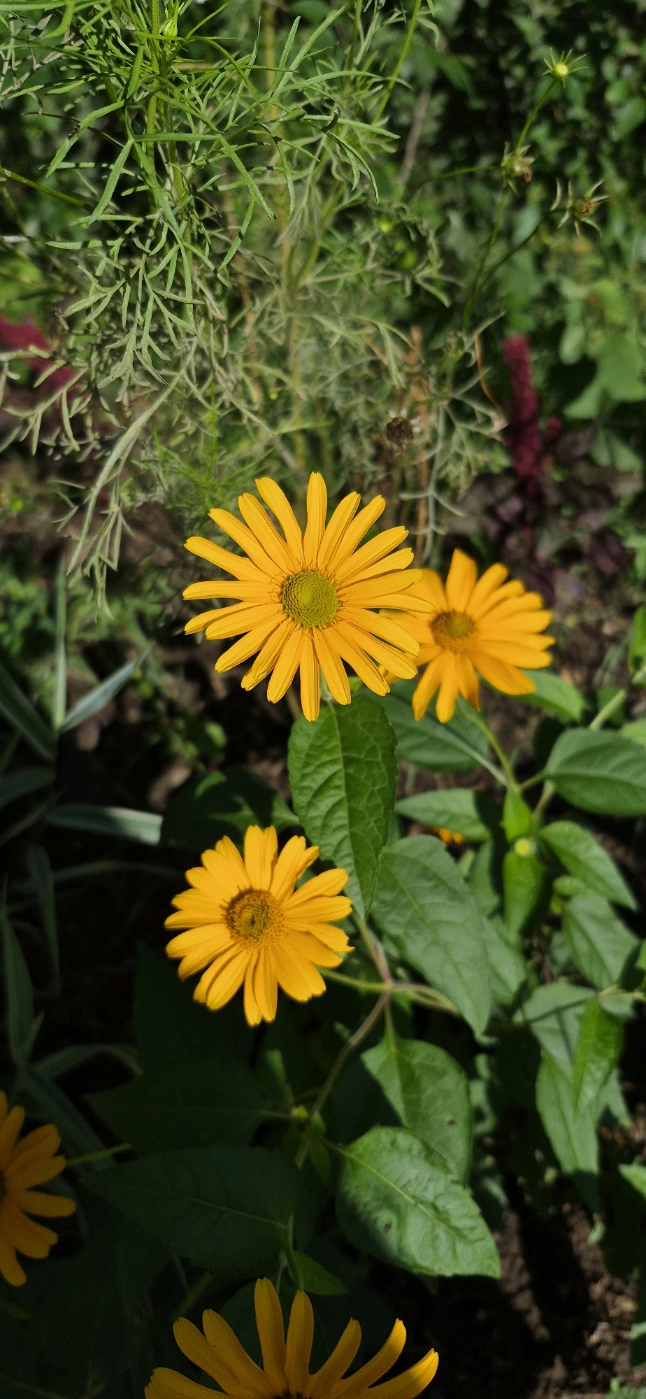 A close-up shot captures a cluster of bright yellow flowers with daisy-like petals and green centers, set against a backdrop of lush green foliage. The flowers are in various stages of bloom, with some fully open and others still developing. The sunlight illuminates the petals, creating a vibrant contrast with the darker green leaves and the dappled shadows on the ground. The scene appears to be an outdoor garden or park setting, with the rich greenery and well-maintained flowers suggesting a natural or landscaped environment. The overall impression is one of natural beauty and tranquility.