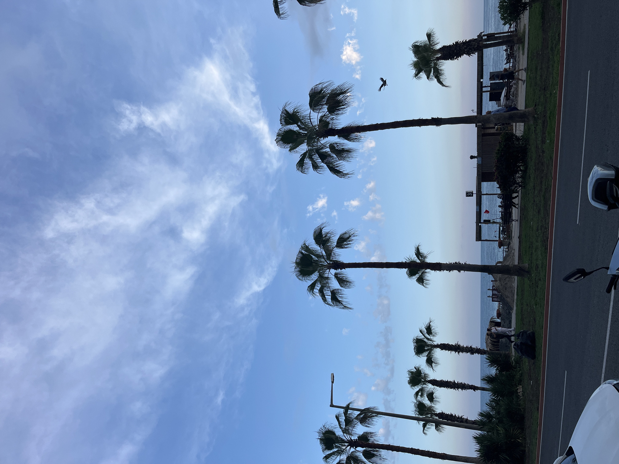 The image depicts a scene in Alanya, Turkey, showcasing a row of palm trees along the Mediterranean coastline. The sky is a mix of blue and white, with wispy clouds. A bird is visible in the upper portion of the image. The palm trees line a promenade or street bordering the sea. On the right side of the image, a road and a partial view of a white vehicle are seen. In the background, the beach and the Mediterranean Sea stretch to the horizon. Several people are standing on the beach side, near what looks like a cafe or a seating area. The overall scene evokes a seaside resort atmosphere.