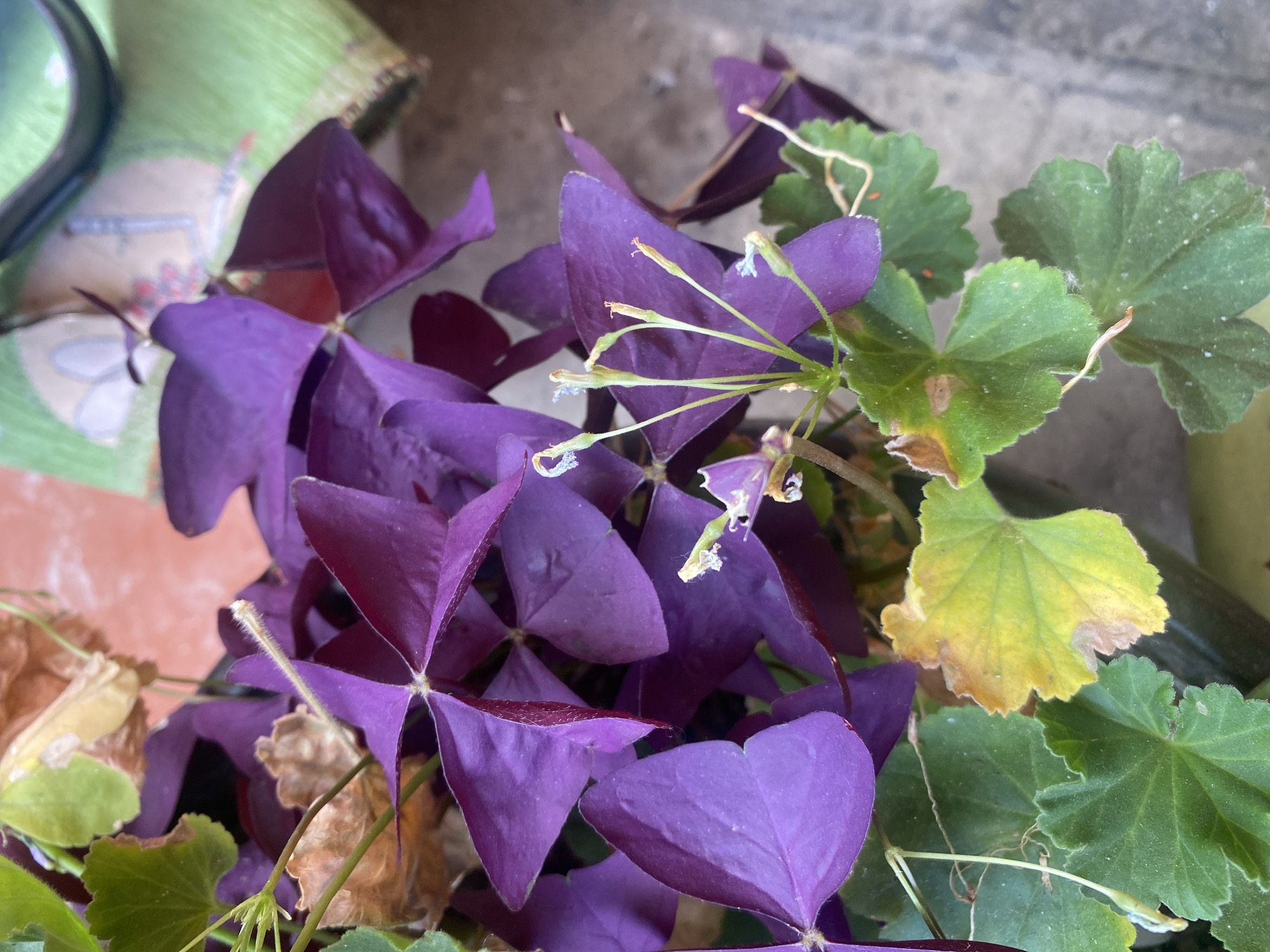 A close-up, overhead view captures a potted plant featuring vibrant purple, heart-shaped leaves characteristic of a Shamrock plant (Oxalis triangularis). Interspersed among the purple foliage are green leaves and some dried, brown leaves, indicating varying stages of the plant's life cycle. Small, delicate flower buds, appearing as thin green stems topped with wispy white and light purple structures, are visible on a few stems. The plant appears to be situated outdoors, with a textured, light brown and grey surface below it, possibly a patio or ground. In the blurred background, a hint of a green cloth with a decorative fan pattern and a dark, curved object, perhaps a utensil or part of a chair, are discernable. There are no people or animals present in the frame. The lighting suggests an outdoor setting during daylight. This image was taken in Bronnitsy, Russia.