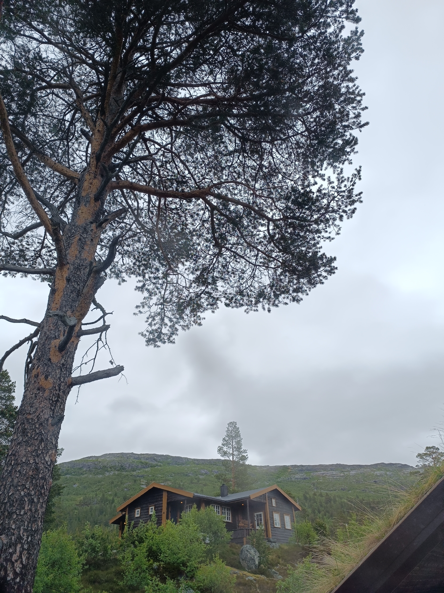 An eye-level, full shot captures a dark wooden cabin nestled on a lush green hillside under a cloudy sky in Hovden, Norway. A large pine tree with a rough, textured bark and dark green needles dominates the left side of the frame, its branches reaching towards the overcast sky. The cabin, a rustic structure with a light brown roof and white-framed windows, is situated amidst dense foliage. Beyond the cabin, a rolling green hill rises, its crest partially obscured by the clouds. The atmosphere is tranquil, with no people or animals present, and the overall scene evokes a sense of quiet solitude within a natural, mountainous landscape.
