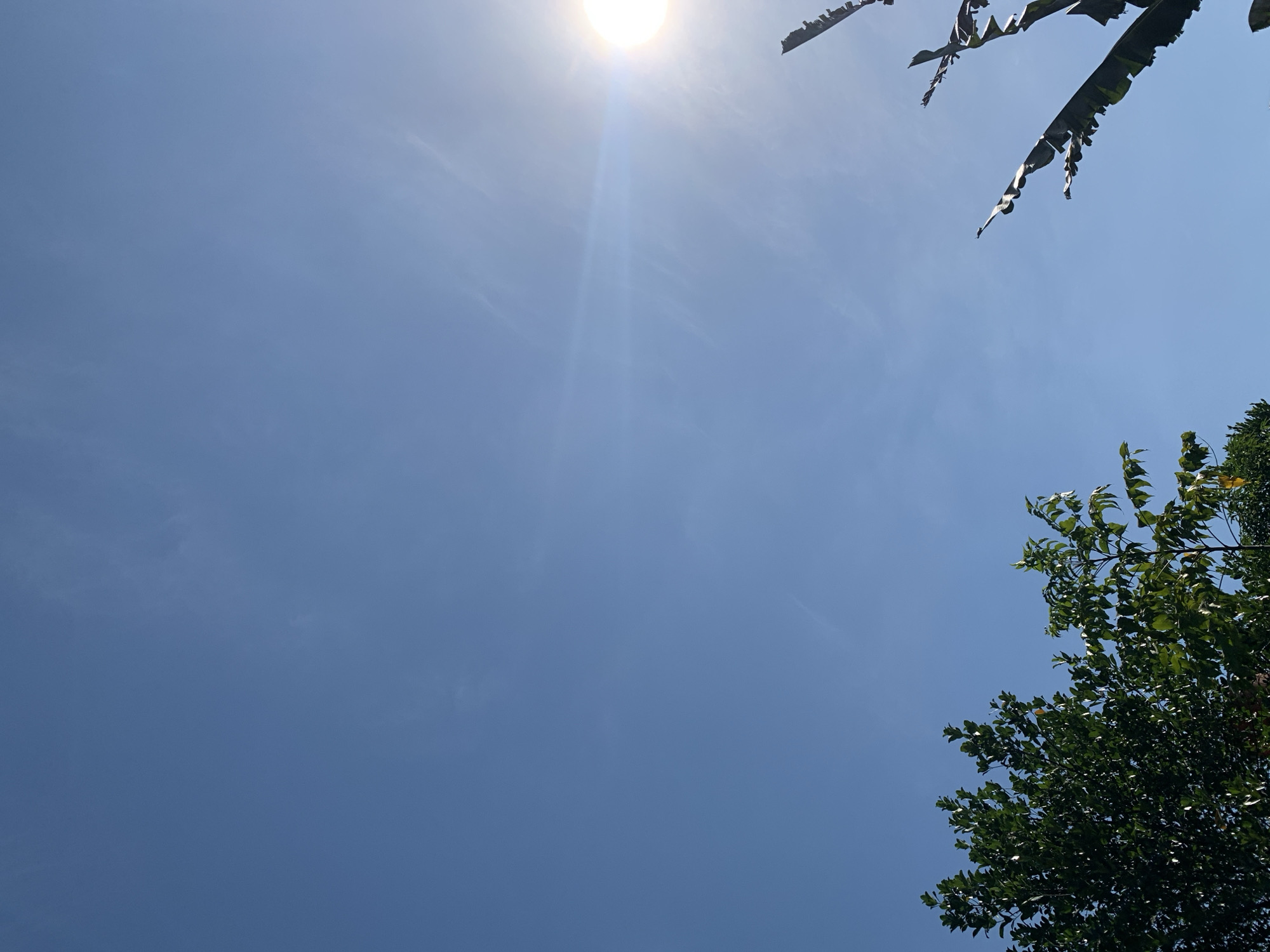 The image displays a clear blue sky with a bright sun radiating light and lens flare in the upper right quadrant. In the lower left, the dark green canopy of a leafy tree is visible. To the right of this tree, another tree with lighter green leaves is partially visible. In the lower right, parts of dark, elongated leaves, possibly from a banana plant, extend upwards into the sky. The scene suggests an outdoor environment under bright daylight, consistent with the tropical climate of Makassar, Indonesia. No people, specific landmarks, or actions are depicted.