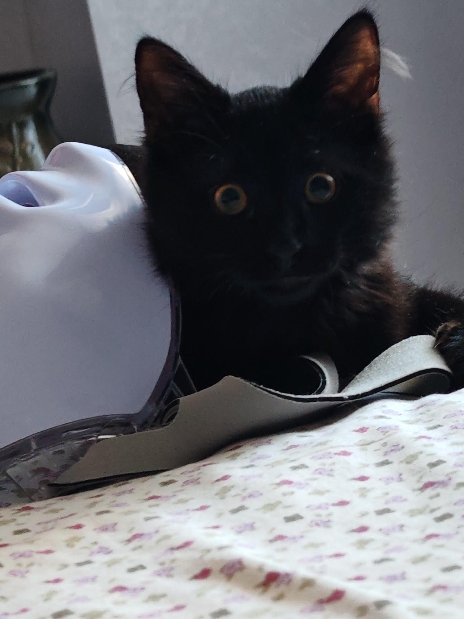 A black kitten with large, amber eyes peers out from behind a pale purple, matte object, possibly a mask, resting on a white surface with a small, pink floral pattern. The kitten's ears are pointed upwards, and its fur appears fluffy. The background is a plain, light gray wall. The lighting suggests an indoor setting with the light source coming from the left.