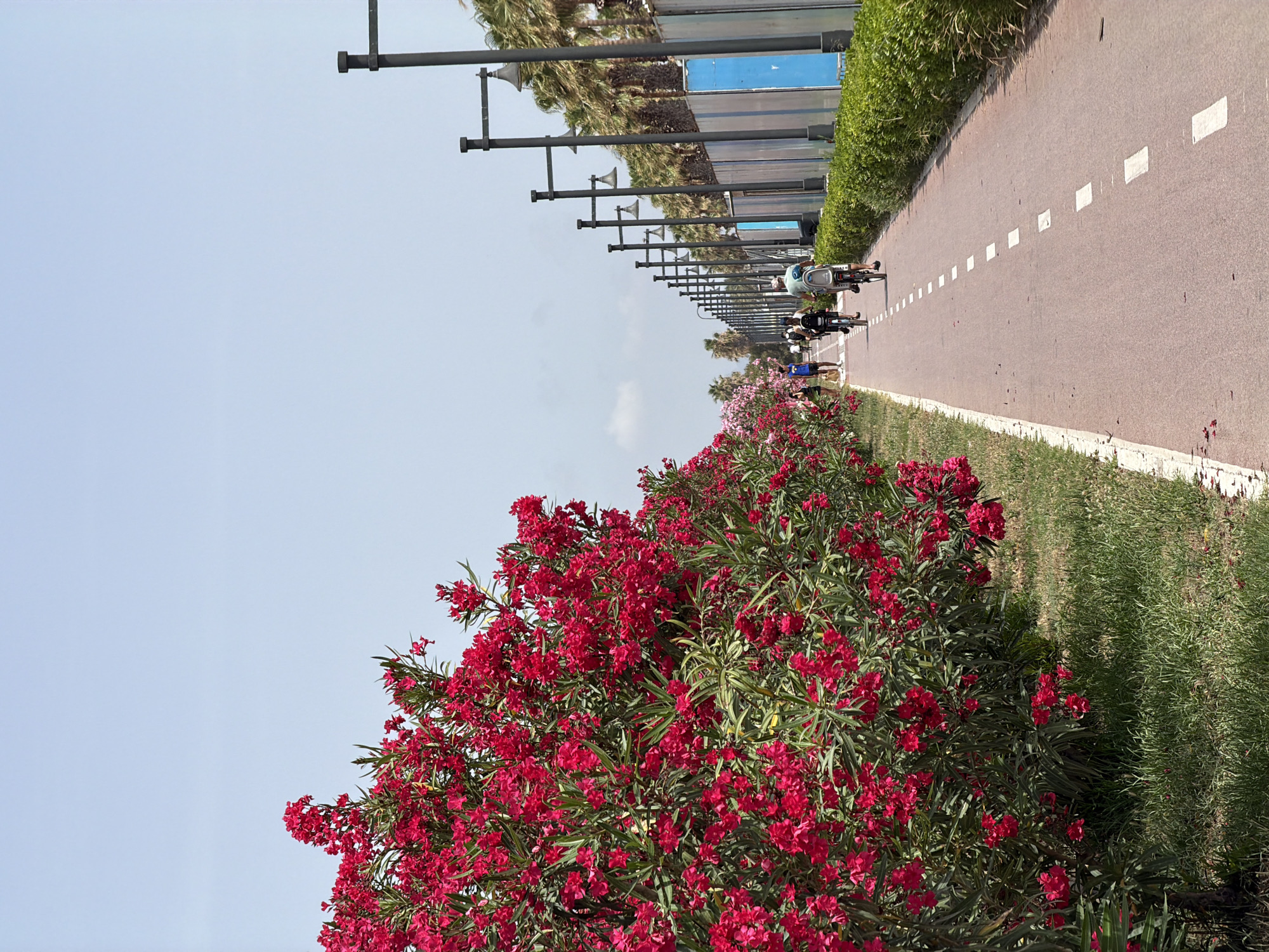The image depicts a scenic pathway, likely a bike or pedestrian lane, lined with lush greenery and flowering bushes. In the foreground, a vibrant bush with numerous red flowers is prominently featured, its branches laden with blossoms. Behind this, a neatly trimmed green hedge runs alongside the path. The pathway itself is paved with a reddish material and marked with white squares, suggesting a designated route.
Further down the path, several individuals are seen cycling. One person is on a bicycle, appearing to be taking a leisurely ride. Other cyclists are also visible in the distance, further down the lane. The scene is set under a clear, pale blue sky, indicating fair weather. A row of lampposts, evenly spaced, runs along the opposite side of the pathway, accompanied by palm trees and modern-looking buildings or structures in the background. The lighting suggests it is daytime, likely a bright and sunny day. The overall atmosphere appears peaceful and recreational, suitable for outdoor activities. No visible text is present in the image.