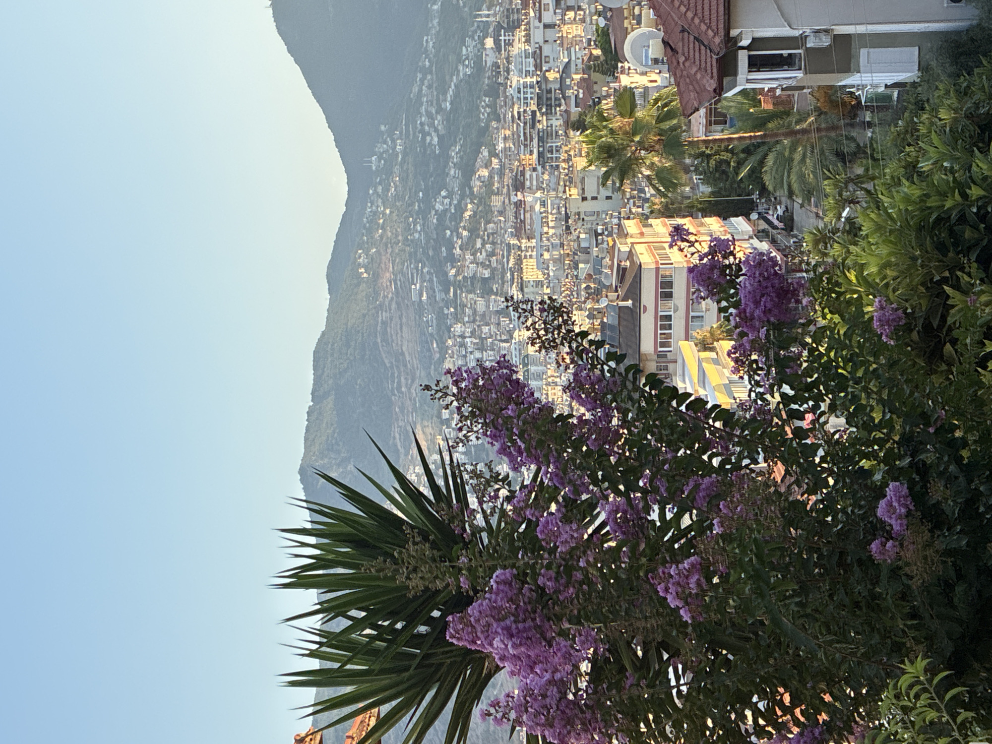 The image captures a panoramic view of Alanya, Turkey, bathed in the warm glow of late afternoon sunlight. In the foreground, lush green foliage and vibrant purple flowers, likely Crape Myrtle, cascade down, framing the scene. Behind the flora, a densely packed cityscape unfolds, with buildings of varying heights and architectural styles filling the valley. The buildings are predominantly light-colored, many featuring balconies and visible air conditioning units. A winding street is visible between some of the structures, with a few parked cars. Towering in the background is a majestic mountain range, its slopes dotted with more buildings and the distinct silhouettes of minarets, suggesting the presence of mosques. The sky above is a clear, pale blue, indicative of fair weather. The overall impression is one of a bustling coastal city nestled against a dramatic natural backdrop.