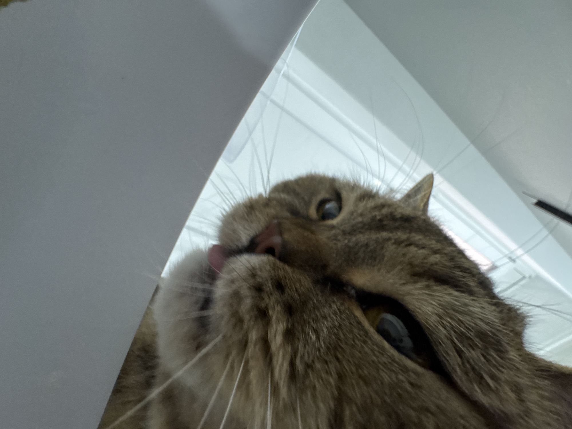 This is a close-up, low-angle photograph of a cat's face. The cat has brown tabby fur and large, bright eyes. Its tongue is sticking out slightly, as if it is licking its nose. The background is blurred, but appears to be an indoor setting with light-colored walls and possibly a window. The lighting suggests it might be daytime. There is no visible text in the image. The focus is entirely on the cat's face, capturing a moment of curiosity or playfulness. The perspective makes it seem as though the viewer is looking up at the cat.