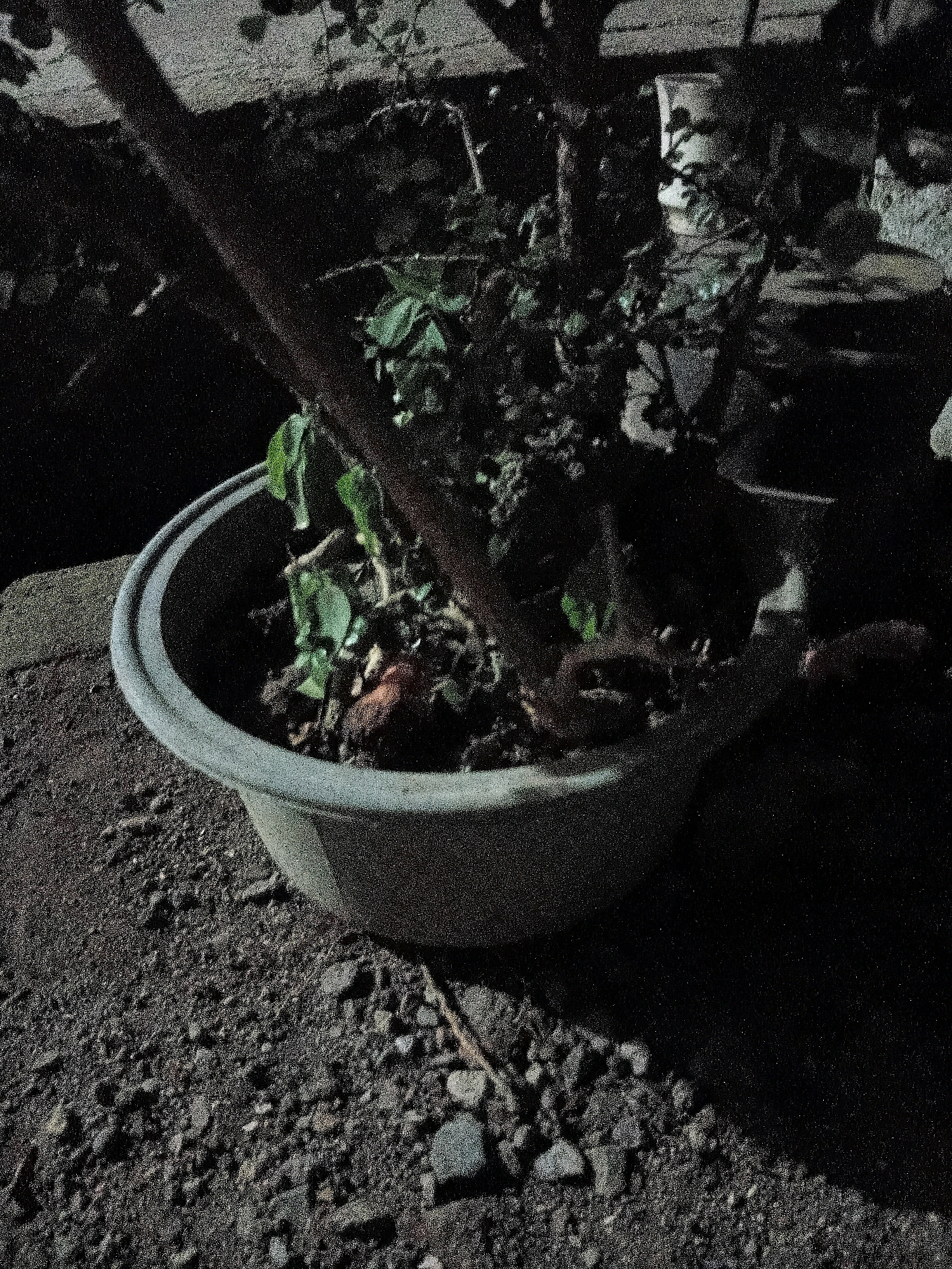 The image shows a close-up, dark, and grainy view of a potted plant on the ground. The plant appears to be in a large, shallow, light gray pot. It has several green leaves and visible branches, some of which are thick and dark brown. The pot is placed on dark, gritty soil that is mixed with small stones and pebbles. To the left of the pot, there is a rough, dark surface that might be a stone or concrete block. The background is very dark and indistinct, with some lighter areas that suggest dappled light or out-of-focus objects. There is no information in the image to indicate a specific location in Cikal, Indonesia.