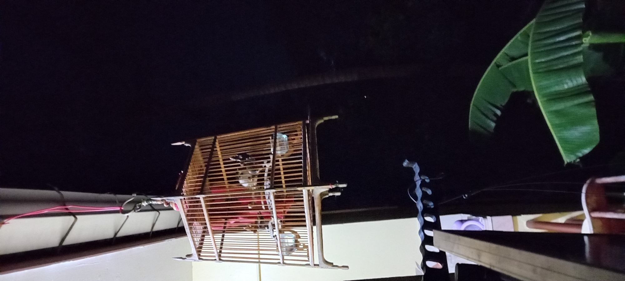 The image captures an outdoor scene at night, likely on a balcony or porch in Baan Chaloklum, Thailand. The dominant subject is a wooden birdcage, constructed with horizontal and vertical slats, suspended or placed in the foreground. Inside the cage, a light-colored bird, possibly a parakeet or similar small bird, is visible perched. Two small, clear containers, likely for food or water, are also present within the cage.
To the right of the cage, a large, vibrant green banana leaf, characteristic of tropical environments, extends into the frame from the top, its veins distinctly visible against the dark sky. The background is predominantly dark, indicating nighttime, with faint silhouettes of what might be distant foliage.
Below the cage, a light-colored wall or surface is visible, reflecting some ambient light. To the left, a gutter-like structure runs along the edge of what appears to be a building, with red and dark-colored wires fastened to it. On the far right, a dark, possibly wooden or metal, railing or ledge is partially visible. A wavy, dark, sculptural element stands to the right of the cage. There are no people visible, and no discernible text in the image. The overall impression is a quiet, nocturnal scene.