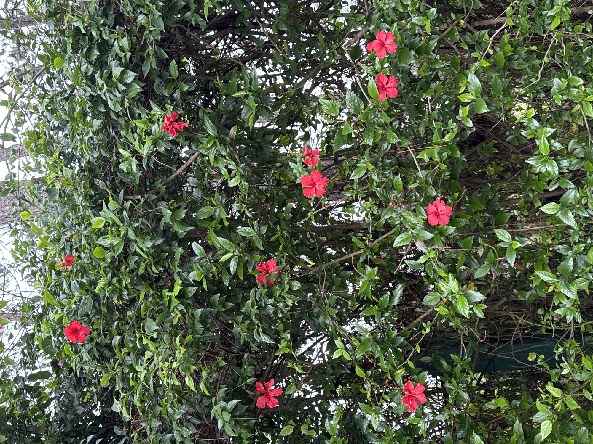 The image displays a vibrant outdoor scene dominated by dense, lush green foliage adorned with numerous bright red flowers. The plant appears to be a large bush or a climbing vine, with intertwining branches forming a thick canopy or a natural wall. At least nine prominent red flowers, identifiable as hibiscus, are visible, each featuring five petals and a distinct stamen, characteristic of this tropical bloom.
The leaves are a healthy, vibrant green, varying in shade and creating a rich, textured backdrop. Thin, dark brown branches are interspersed among the clusters of leaves. The lighting suggests it is daytime, likely an overcast day, given the soft, diffuse illumination and the absence of harsh shadows. The background beyond the foliage appears as a bright, diffuse light source, indicating an open sky.
One of the cropped images reveals a dark green, possibly artificial, structure or covering beneath the foliage, hinting that the plant might be growing over a trellis, archway, or an outdoor wall. The overall impression is one of thriving natural beauty, characteristic of tropical or subtropical regions. This type of flora is consistent with the given location context of Da Lat, Vietnam. There are no people or visible text in the image, and no specific activity or event is taking place beyond the natural growth and blooming of the plant.