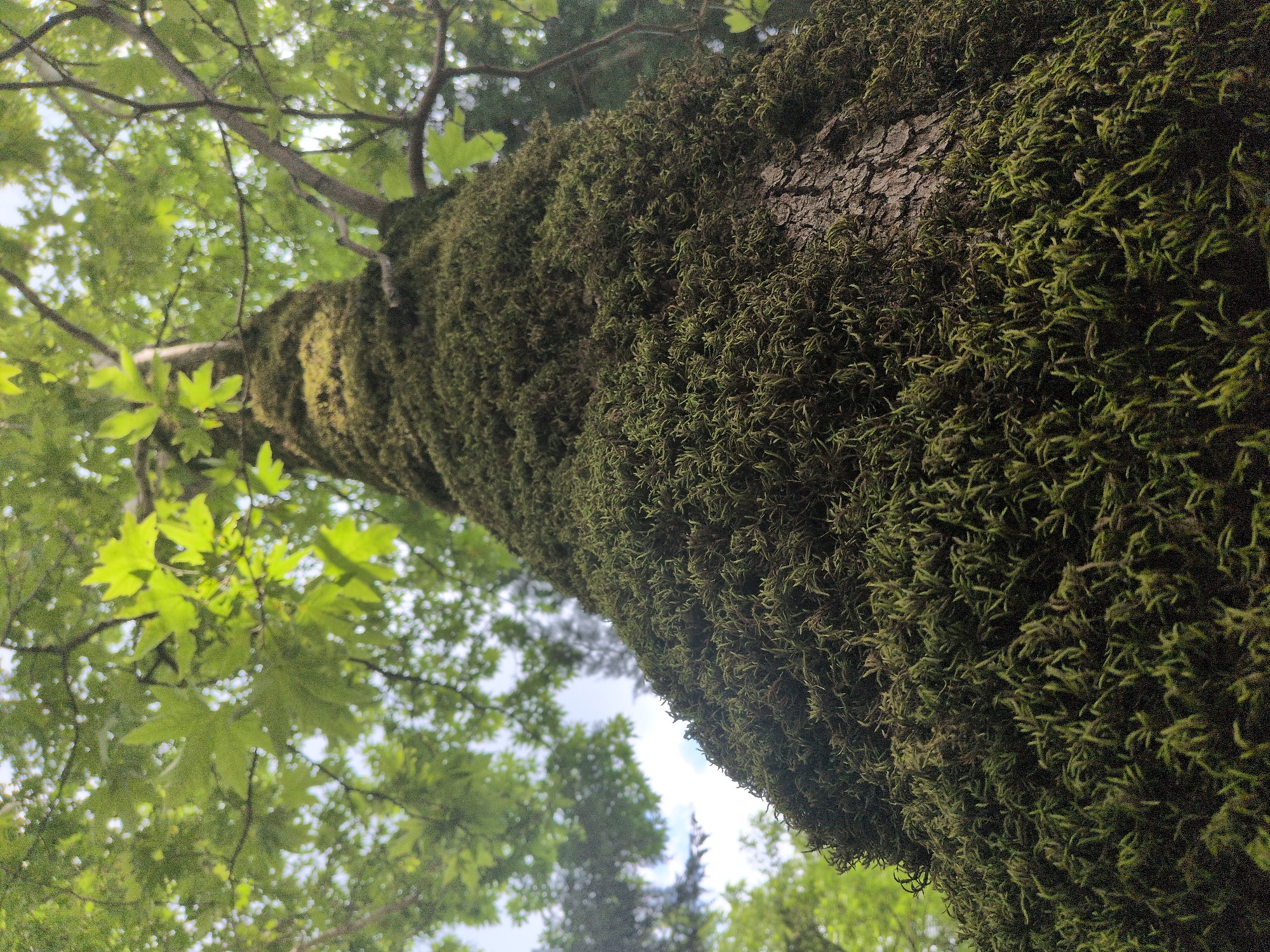 A close-up, low-angle shot shows the trunk of a large tree covered in thick green moss. The tree's rough bark is visible beneath the moss in places. The leaves of the tree, which appear to be maple, are bright green and form a canopy overhead, with glimpses of the sky visible through the foliage. The scene is set in a natural, outdoor environment, likely a forest or park. The specific location in Gabala, Azerbaijan, is not discernible from the image itself. There are no people or animals present in the frame.