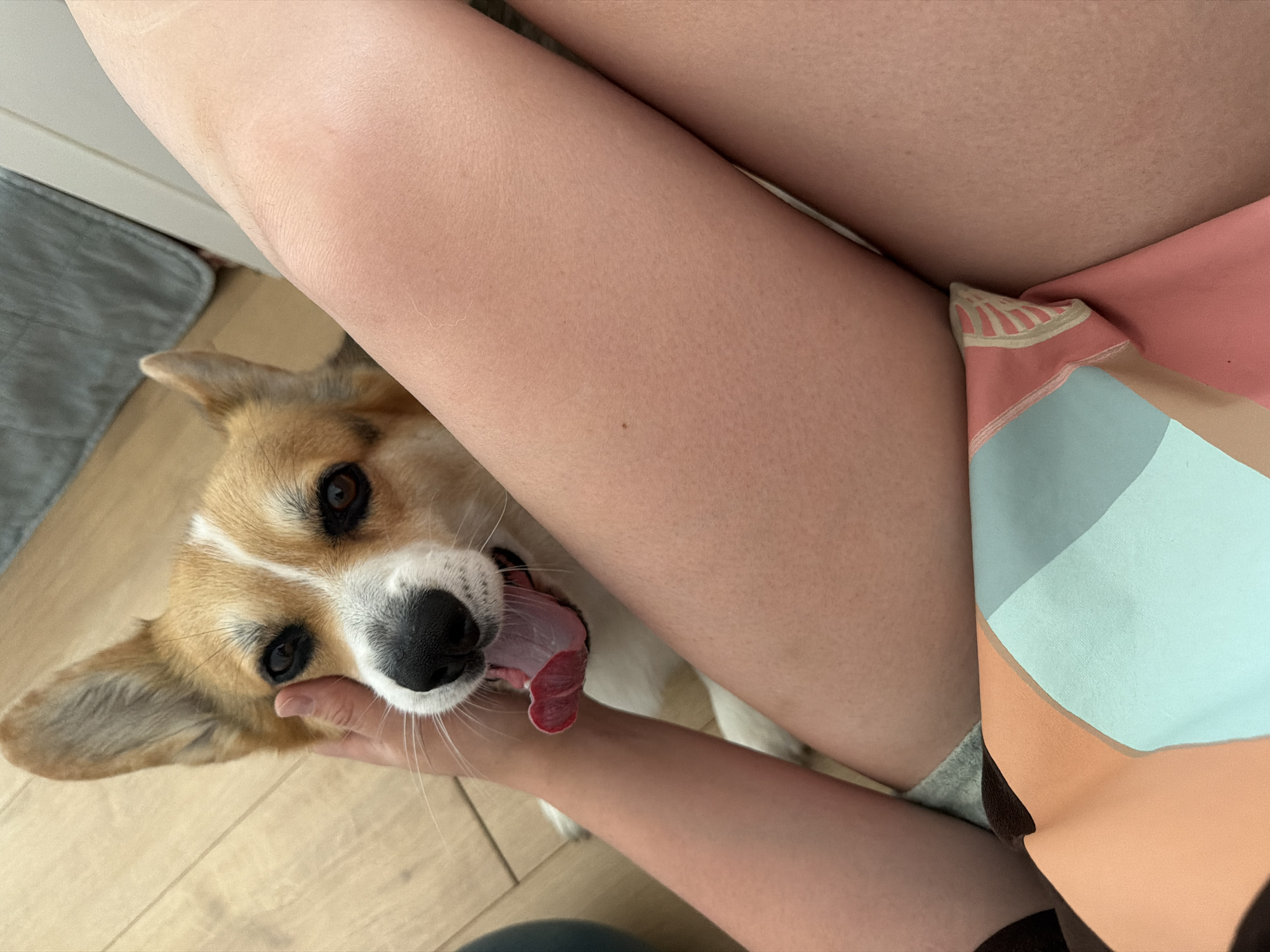 A close-up, overhead shot shows a Pembroke Welsh Corgi being petted by a person. The dog's head is tilted upwards, with its mouth open and tongue visible, as a hand rests on its cheek. The person's legs, wearing shorts and a patterned top, are visible in the foreground. The background consists of a wooden floor and a gray rug. The scene is set in a domestic environment, possibly a living room or bedroom. There is no information about the city of Gangloff, Germany.