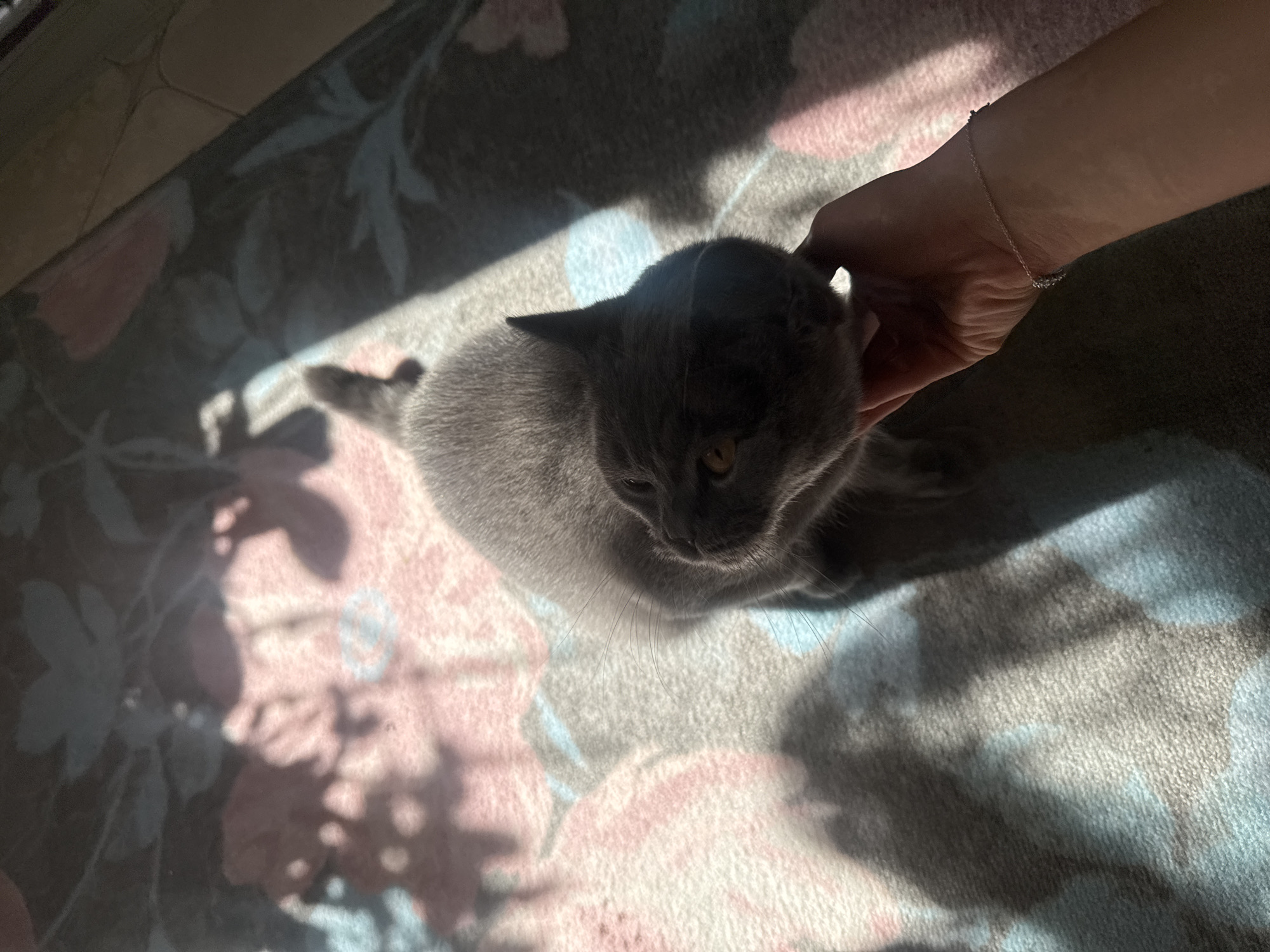 The image depicts a gray cat being petted by a person. The cat is sitting on a carpet with a floral pattern. The light source appears to be natural sunlight, casting shadows across the scene. The location of the image is unknown as there are no identifying features in the image itself to suggest it is taken in the city of Pleven, Bulgaria, or anywhere else.