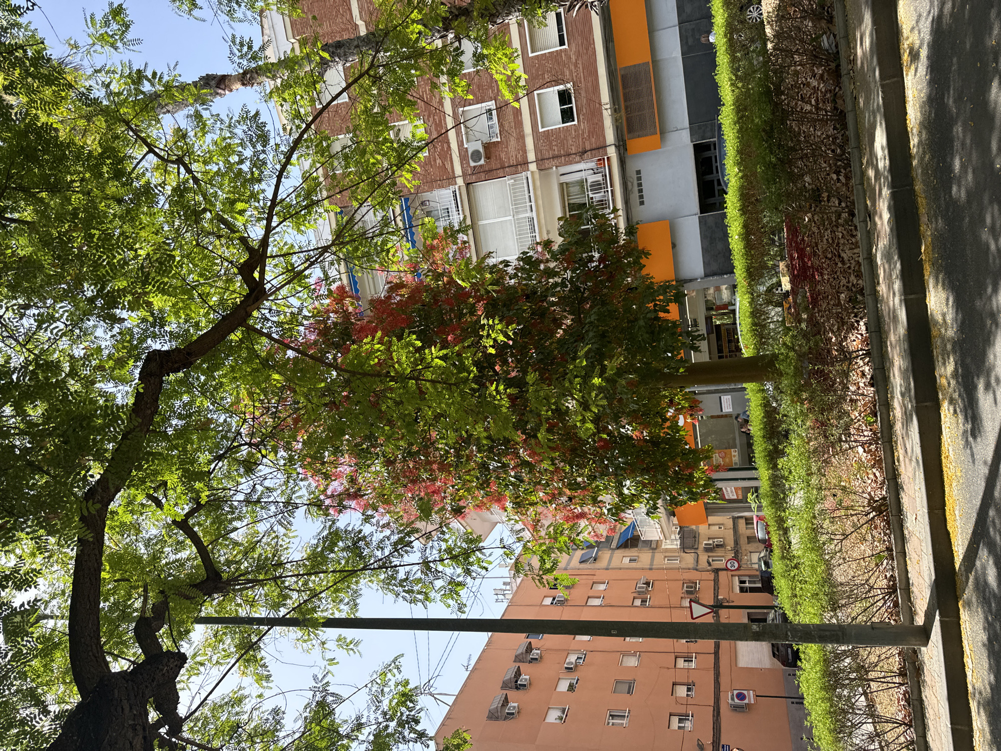The image captures a street scene in Murcia, Spain, likely on a sunny day, as indicated by the strong shadows and bright sky. In the foreground, a light-colored asphalt road leads into the frame, with a concrete curb and a sidewalk paved with light-colored interlocking bricks. Scattered yellow flower petals are visible on the road and sidewalk. A low, neatly trimmed green hedge borders the sidewalk, separating it from a mulched area covered with fallen brown leaves. Behind the hedge, a narrow street is visible, with parked cars, including a dark-colored sedan and a red hatchback.
The middle ground is dominated by buildings and trees. A slender grey utility pole stands prominently on the left. Two apartment buildings are visible: one to the left is painted a warm peach color and features multiple windows, air conditioning units, and awnings over some windows. To the right of this building, another apartment building with a brick facade is partially visible, also featuring windows, balconies with white railings, and air conditioning units. A small, colorful tree with green leaves and clusters of small red flowers stands in the center, providing a vibrant focal point. The branches of a large, mature tree with lush green leaves extend into the upper part of the frame, creating a canopy that partially obscures the sky and buildings.
In the background, the sky is a clear, bright blue. The architecture suggests a European urban setting. The overall impression is of a well-maintained urban environment with significant greenery.