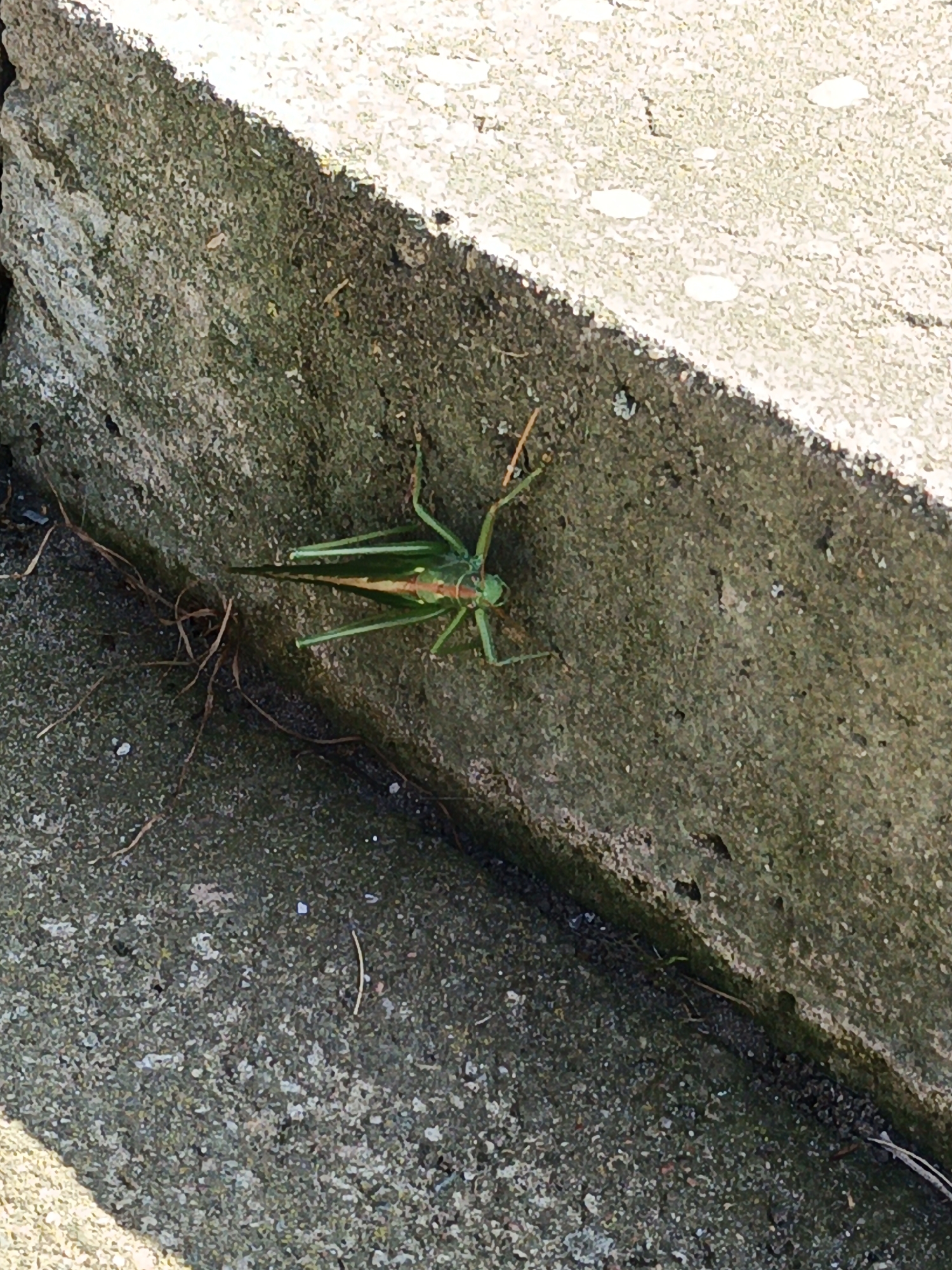 A green and orange katydid rests on a textured, gray concrete surface. The katydid is positioned centrally in the frame, facing towards the right. Its long antennae are extended, and its body is segmented. The concrete surface exhibits a rough, speckled texture with areas of shadow and light. To the left of the katydid, some dry grass or plant debris is visible. The background consists of a lighter-colored, textured surface, also appearing to be concrete, with some small white specks that could be light reflections or debris. The image appears to be taken outdoors. The context of this scene within the city of Лосева, Belarus, is not visually discernible from the image itself.