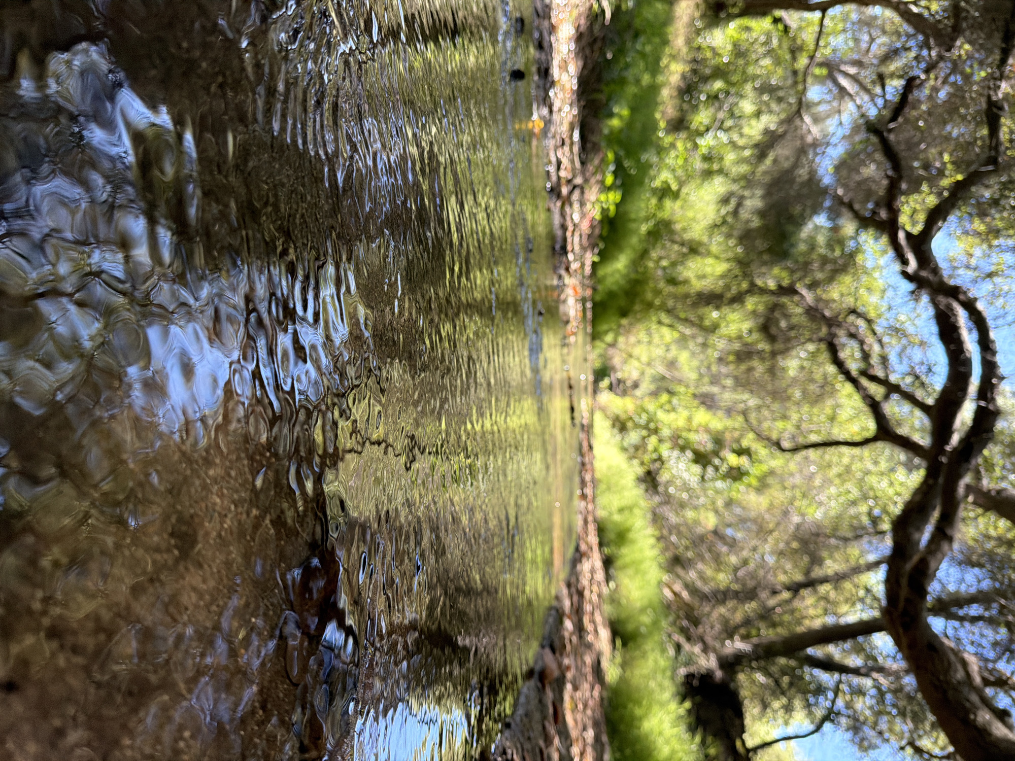 This is a low-angle, close-up, eye-level shot of a shallow, clear stream flowing through a wooded area in Aliso Viejo, California. The water is reflecting the dappled sunlight filtering through the overhead branches of trees, creating a textured, wavy pattern on the surface. The streambed is visible beneath the clear water, appearing to be composed of small pebbles and sand. The banks of the stream are lined with dry leaves and some green grass, with more lush vegetation and trees visible in the background, out of focus. The overall impression is one of a peaceful, natural setting.